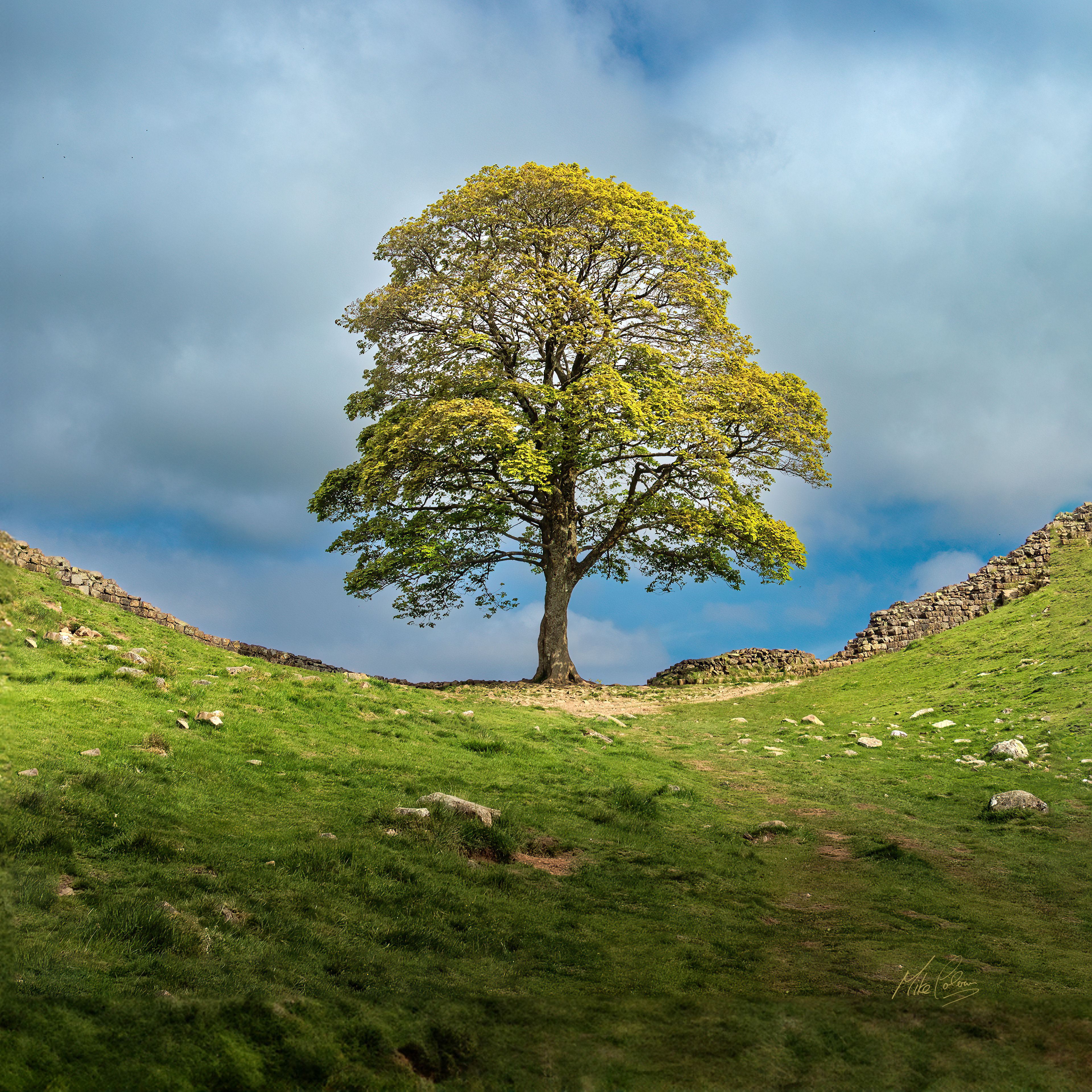 N041 Sycamore Gap Square