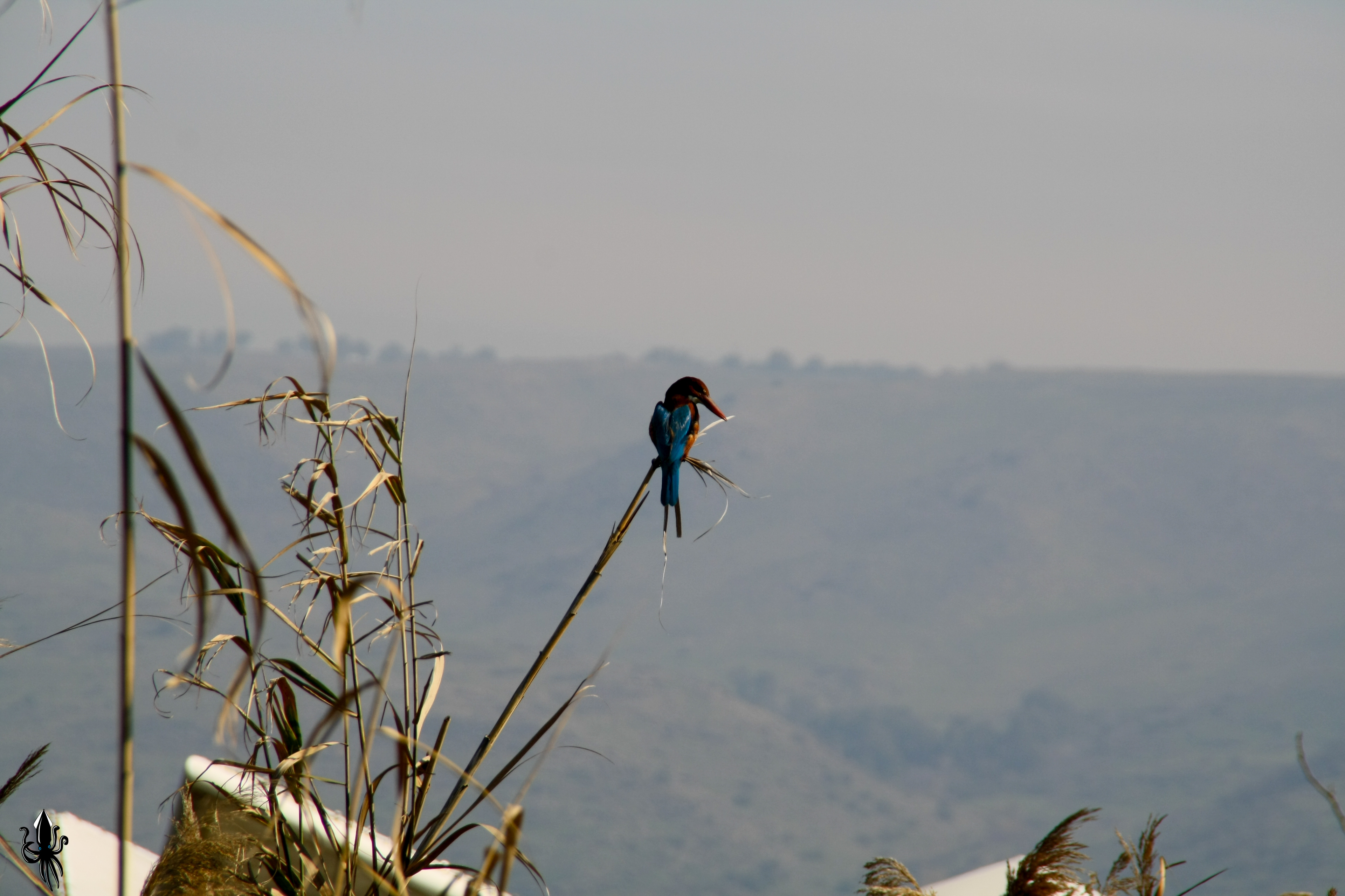 אגמון החולה