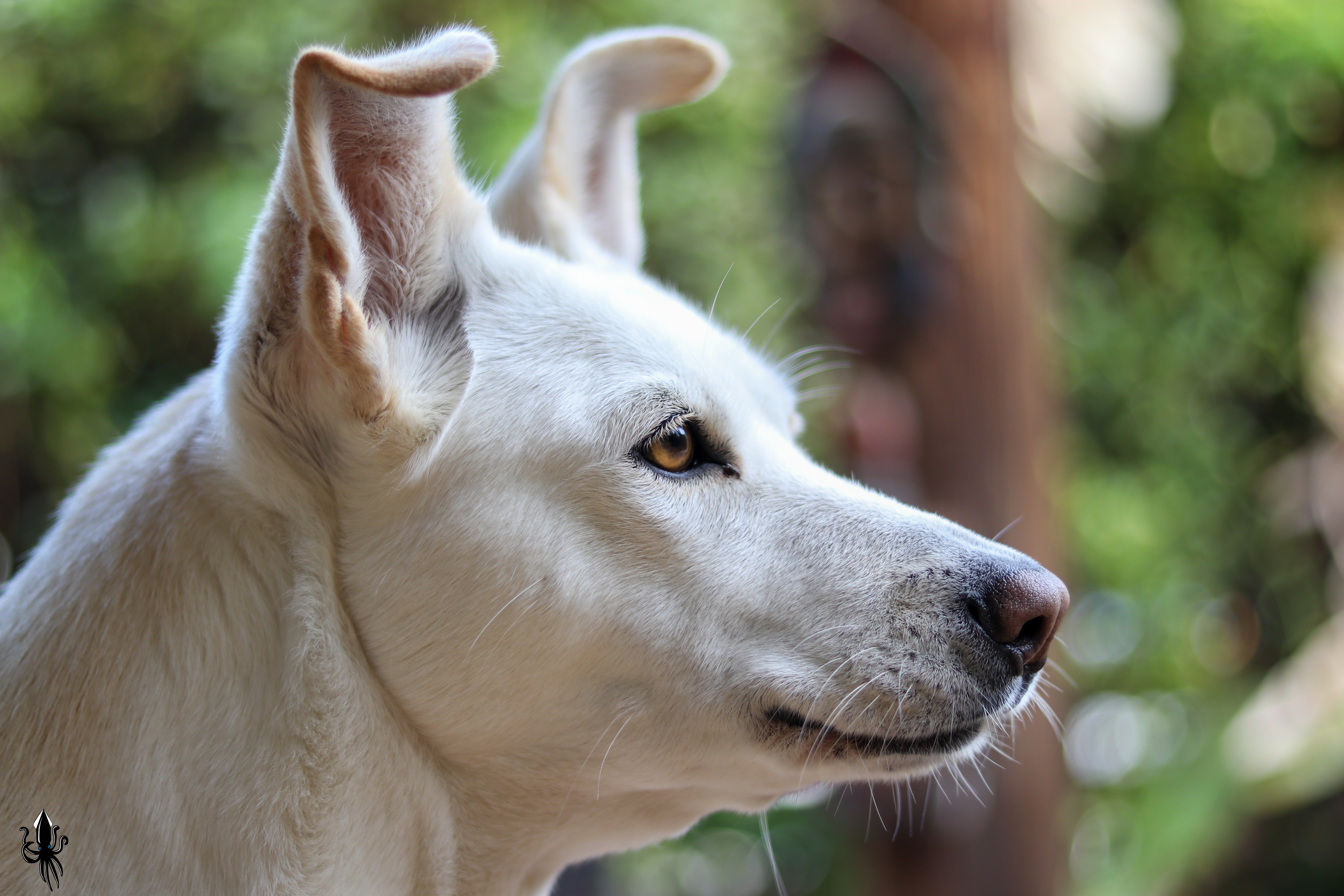 פרדס חנה כרכור