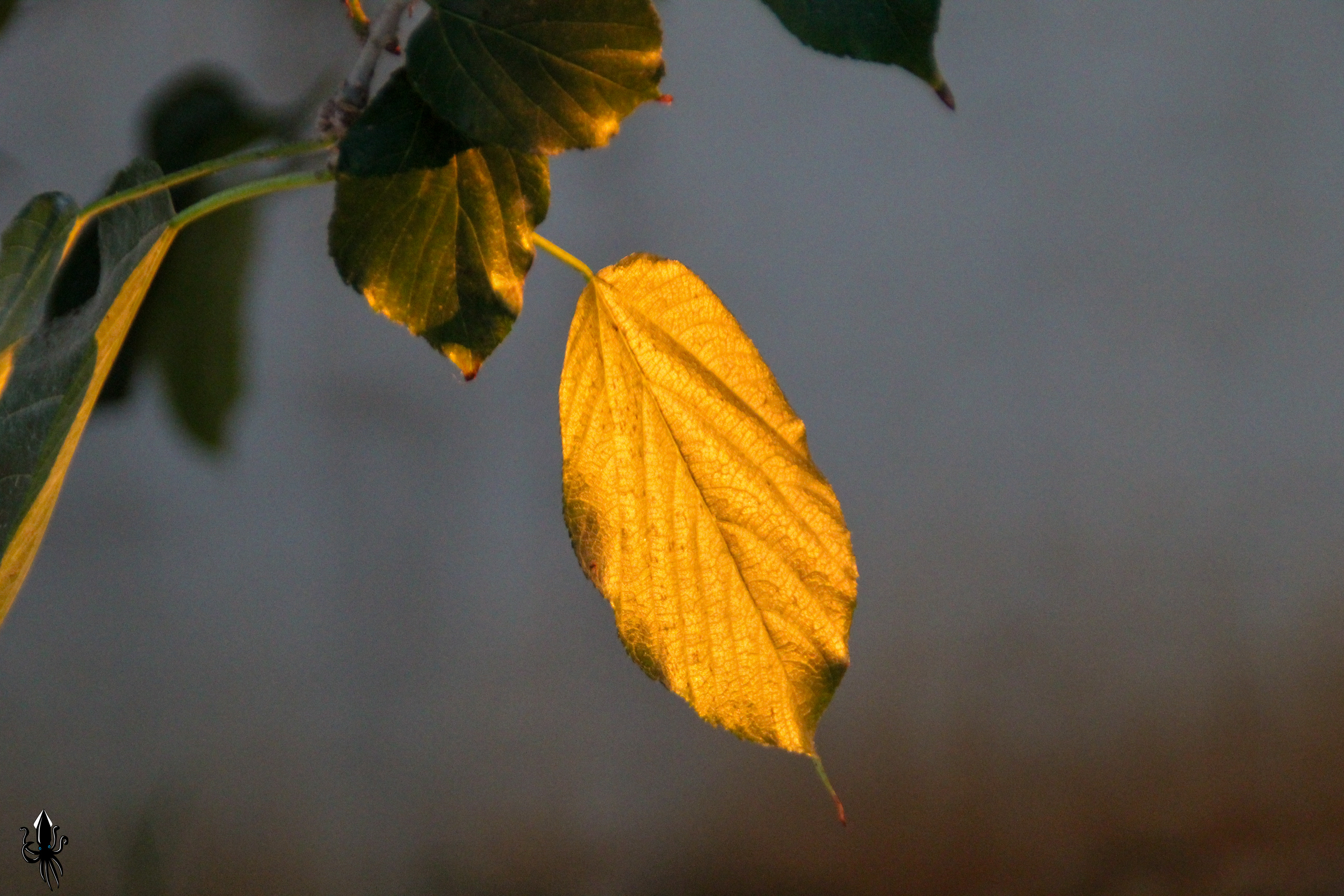 פרדס חנה כרכור