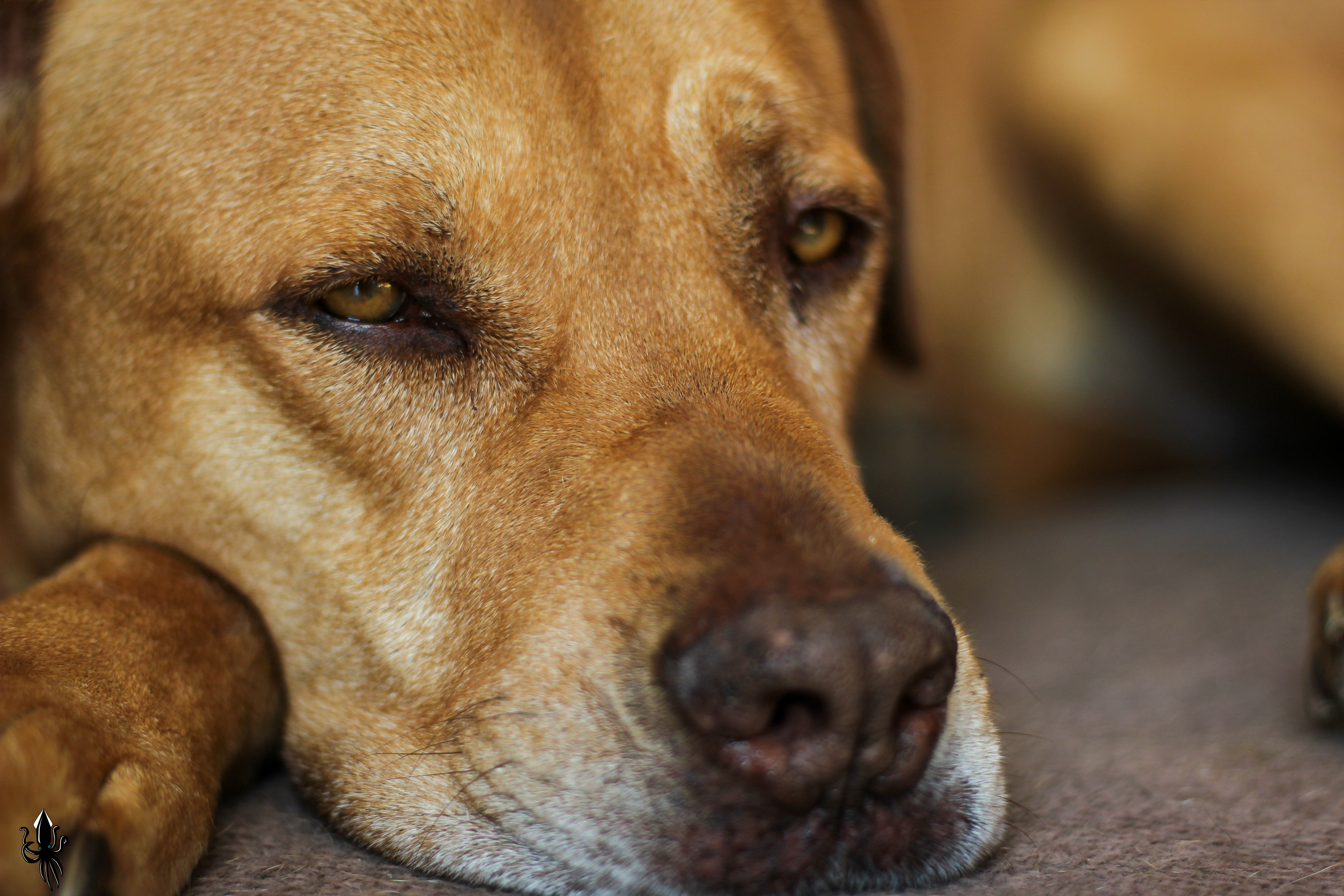 פרדס חנה כרכור