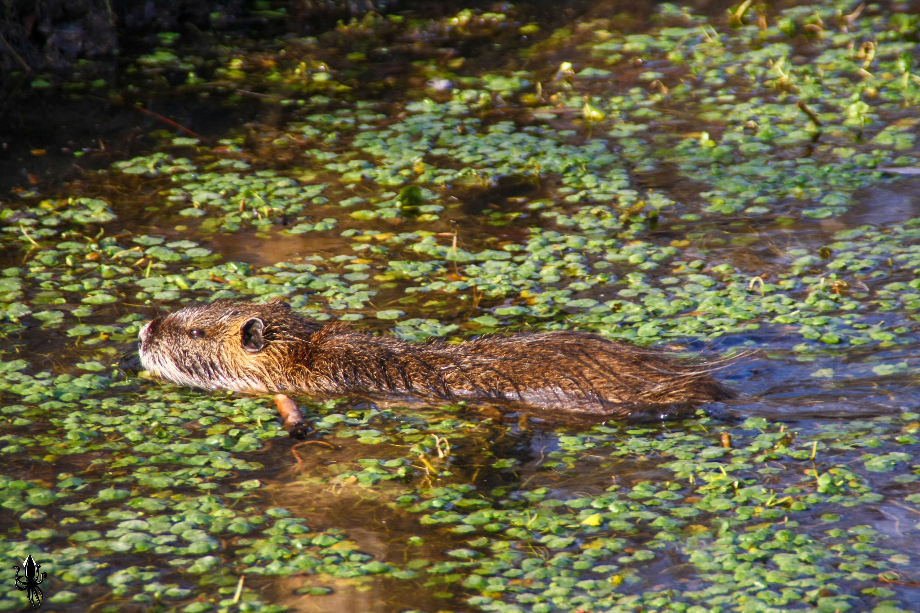 אגמון החולה