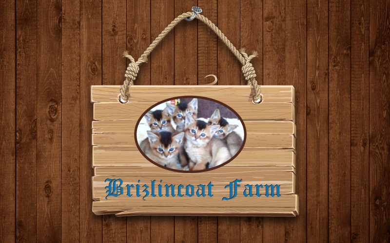 Brizlincoat Farm (hibu)