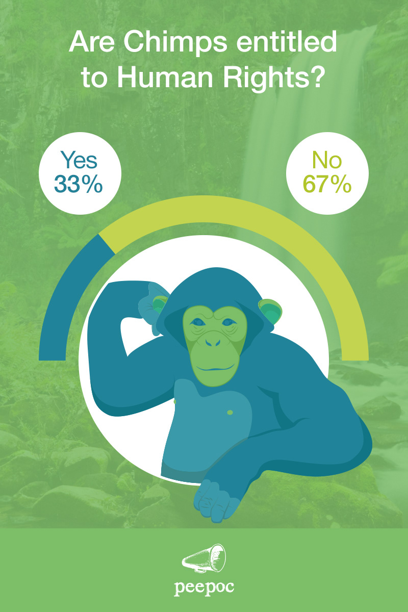 Peepoc human rights infographic