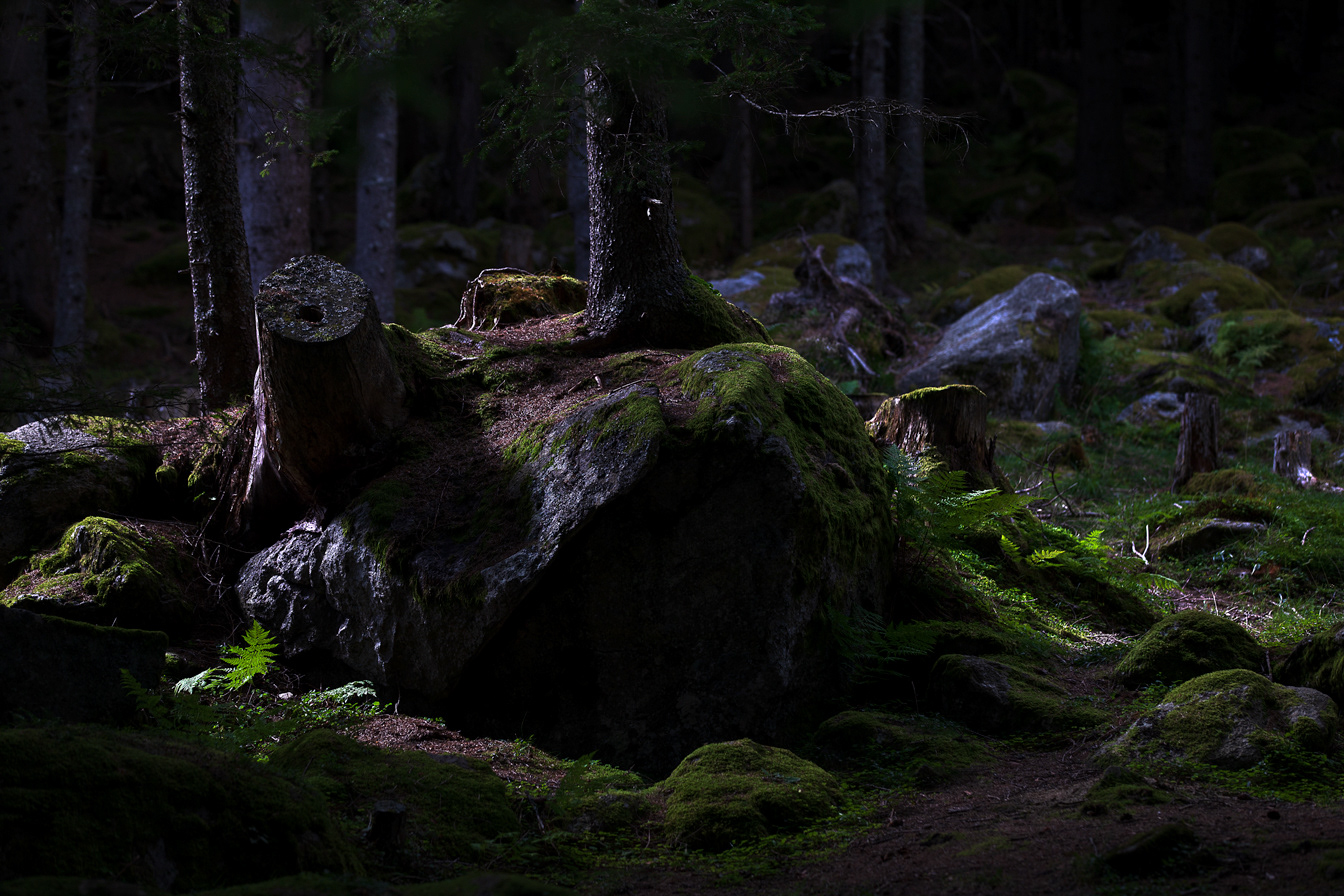Mallnitz, Austria, forest detail.