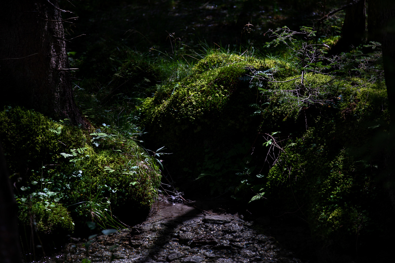 Mallnitz, Austria, forest detail.