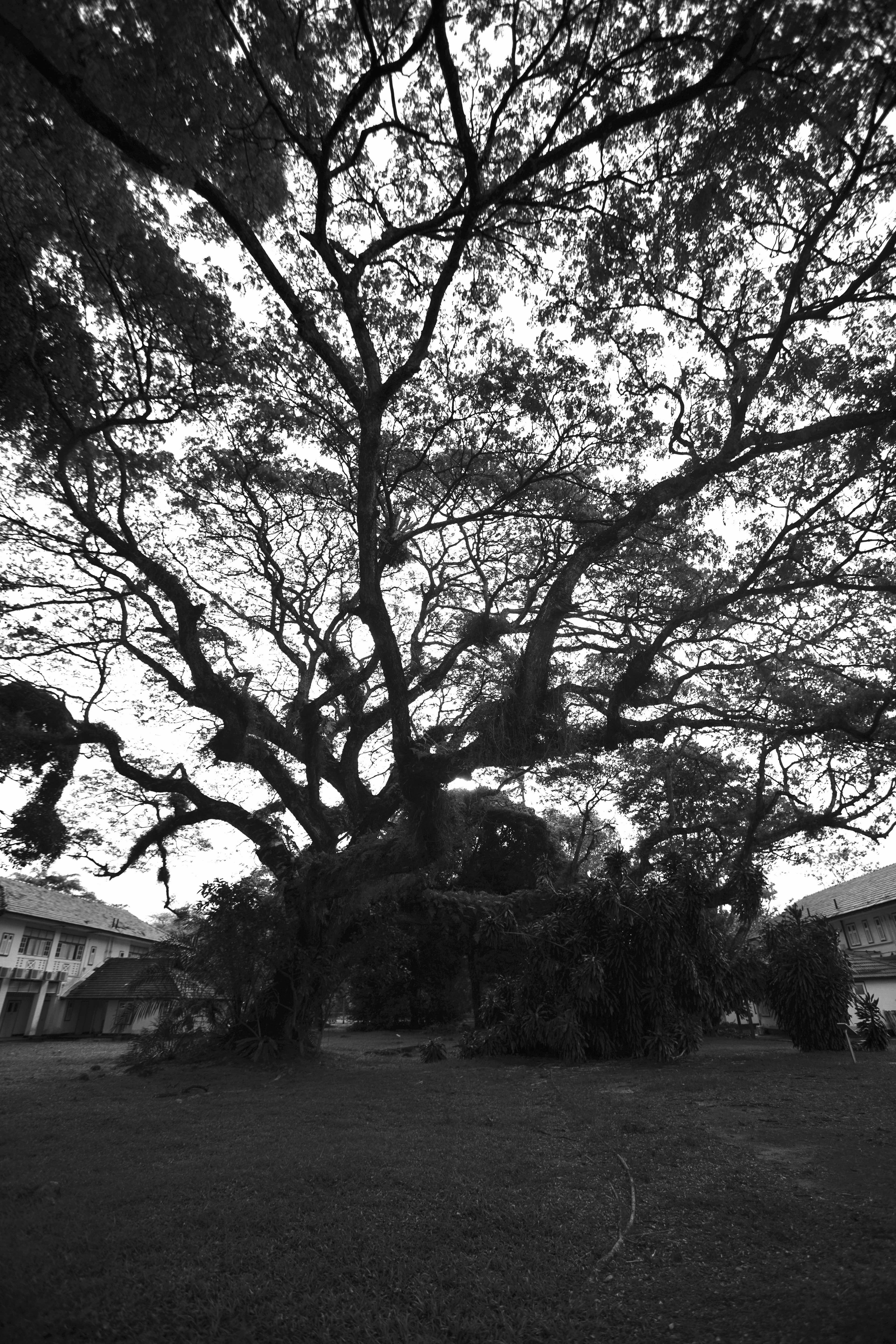 Mahogany / Seletar Aerospace