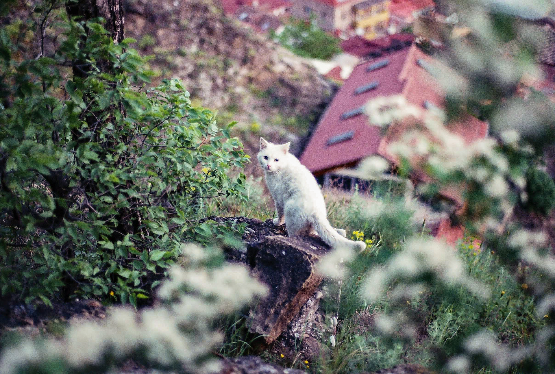 Nikon F3 / Fuji C200