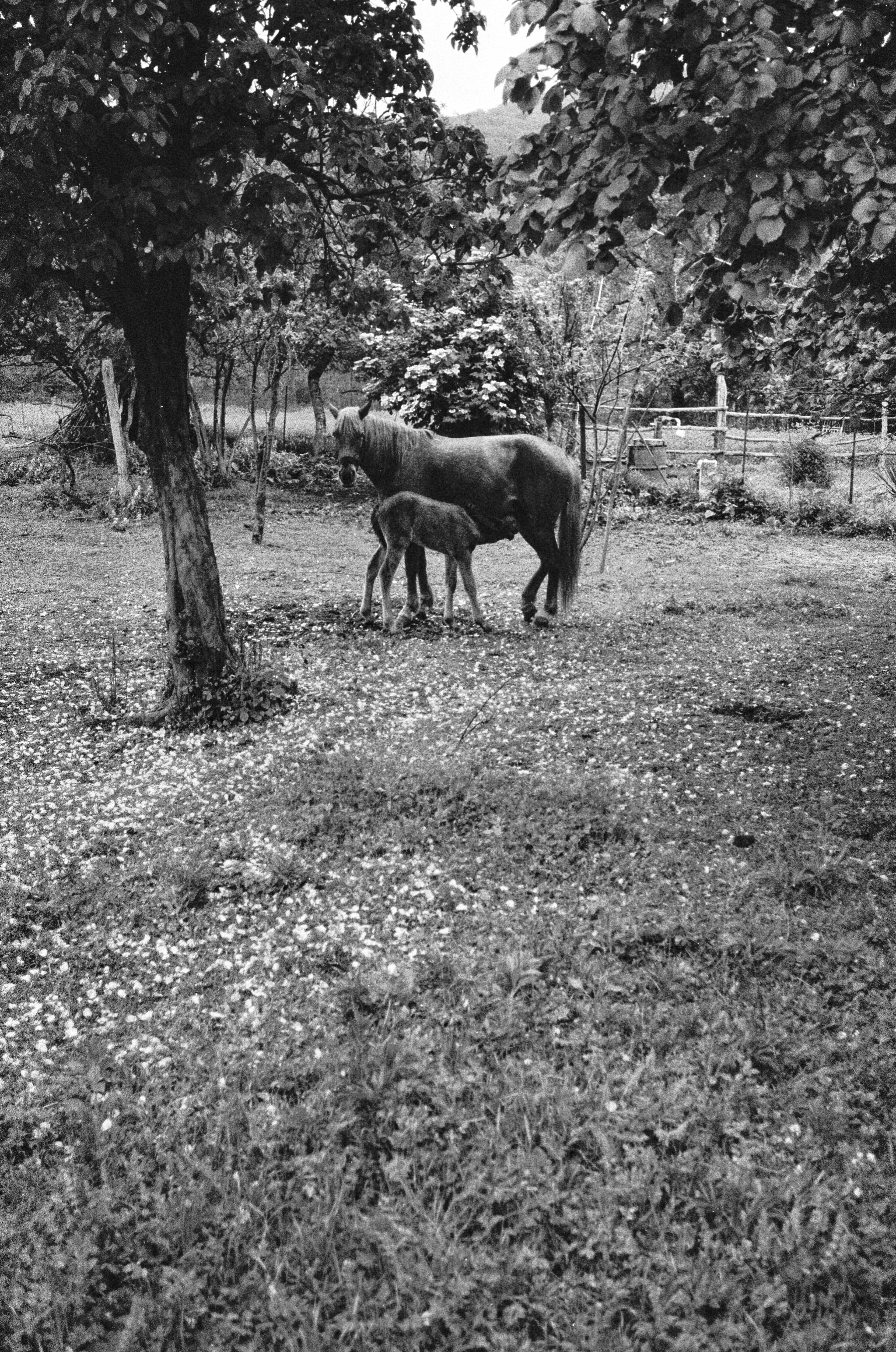 Canon 1n / Kentmere