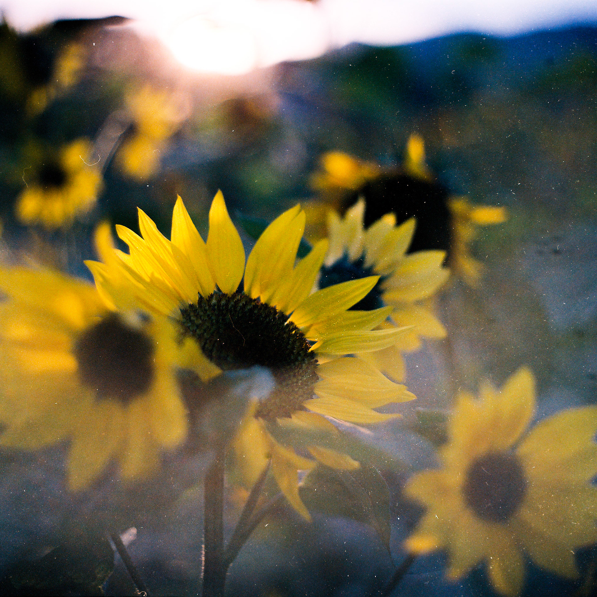 Hasselblad 500C / expired Portra
