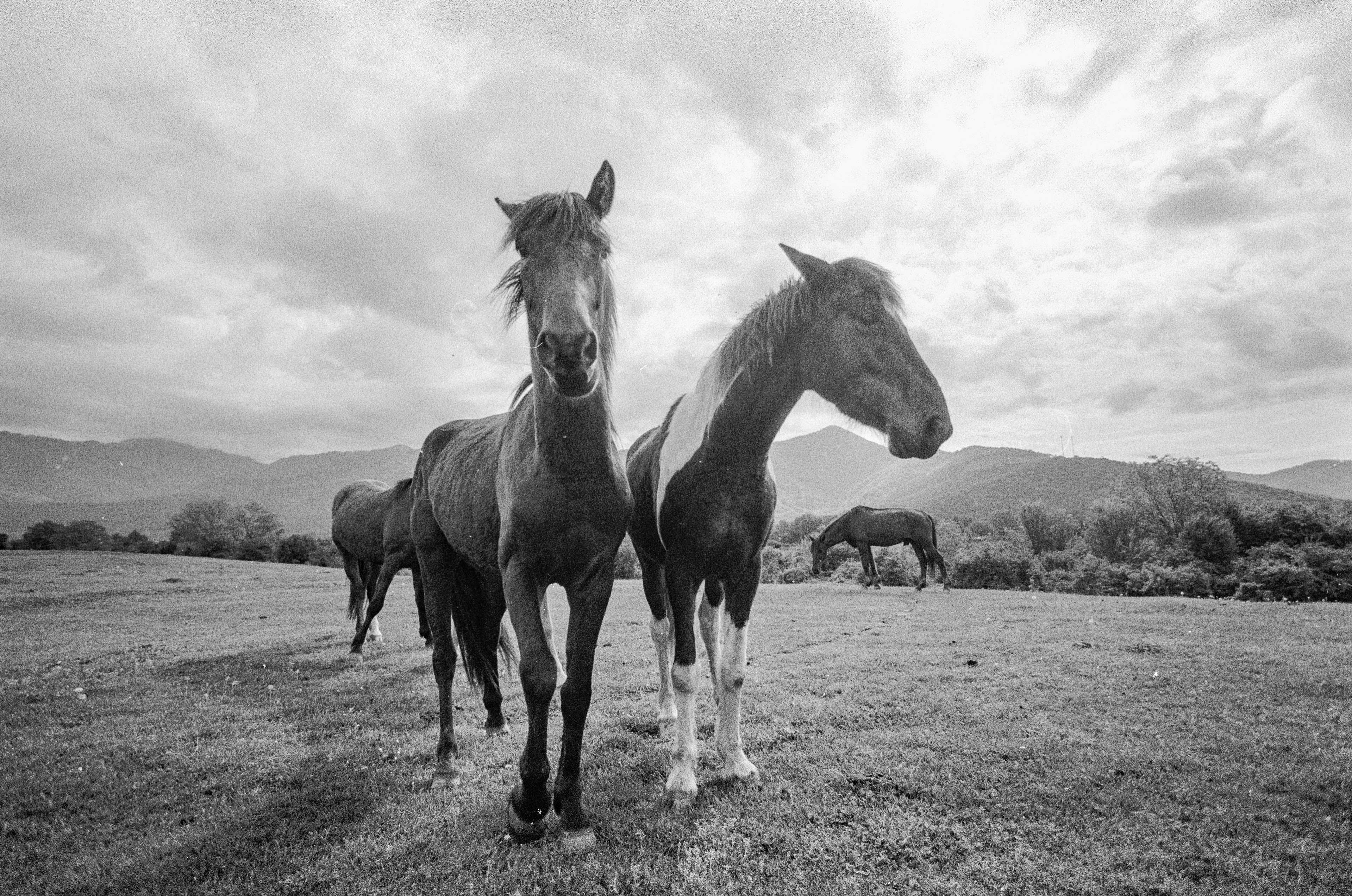 Canon 1n / Kentmere