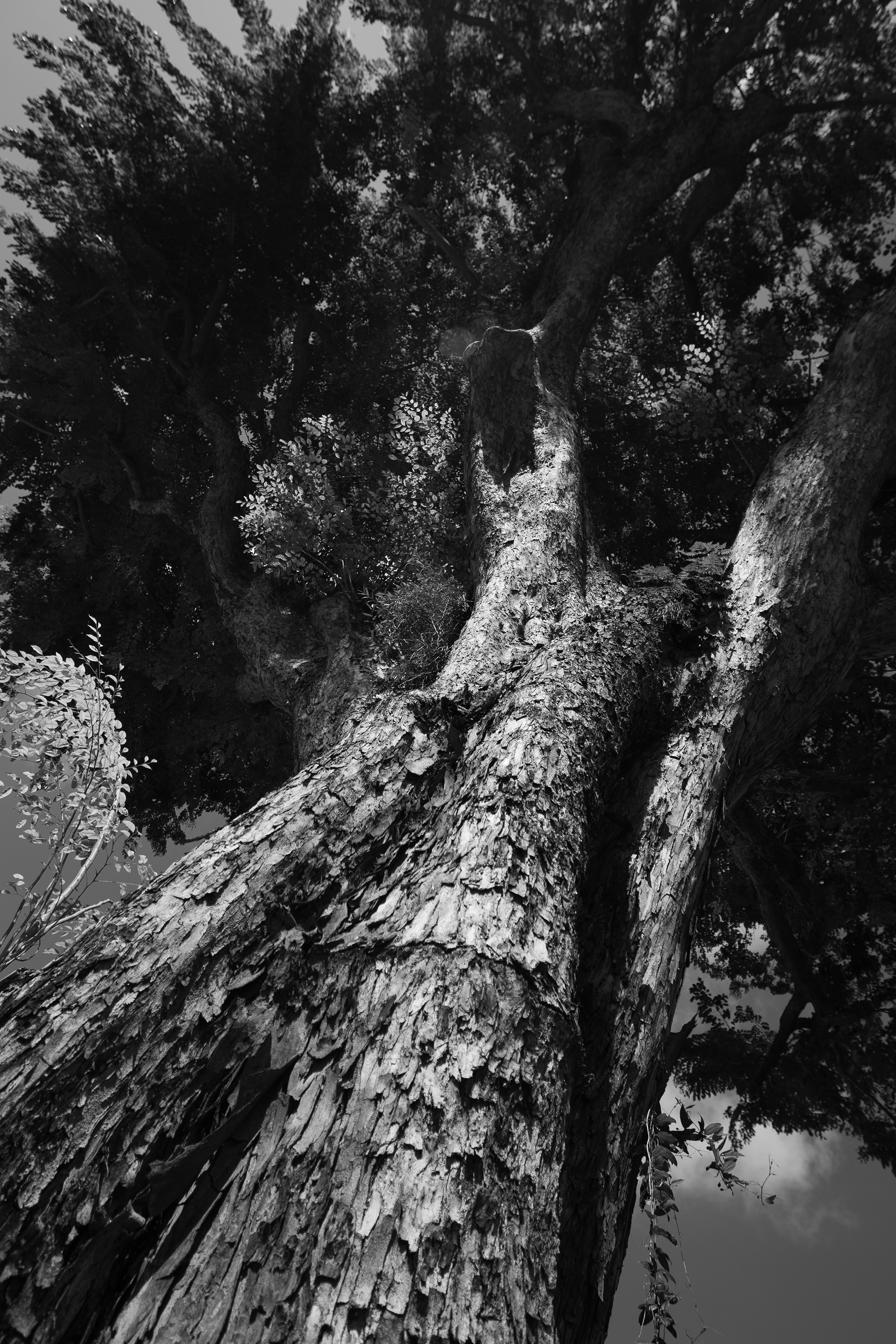 Angsana / Woodleigh