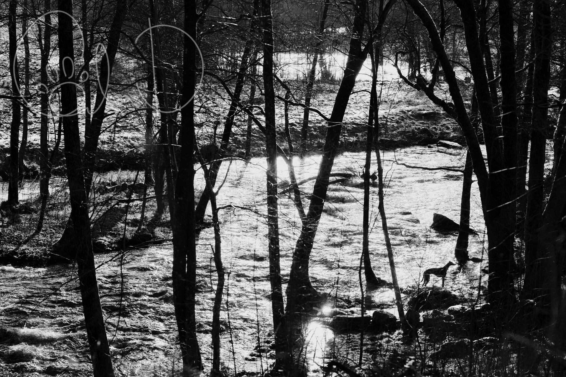 Enchanted Forest