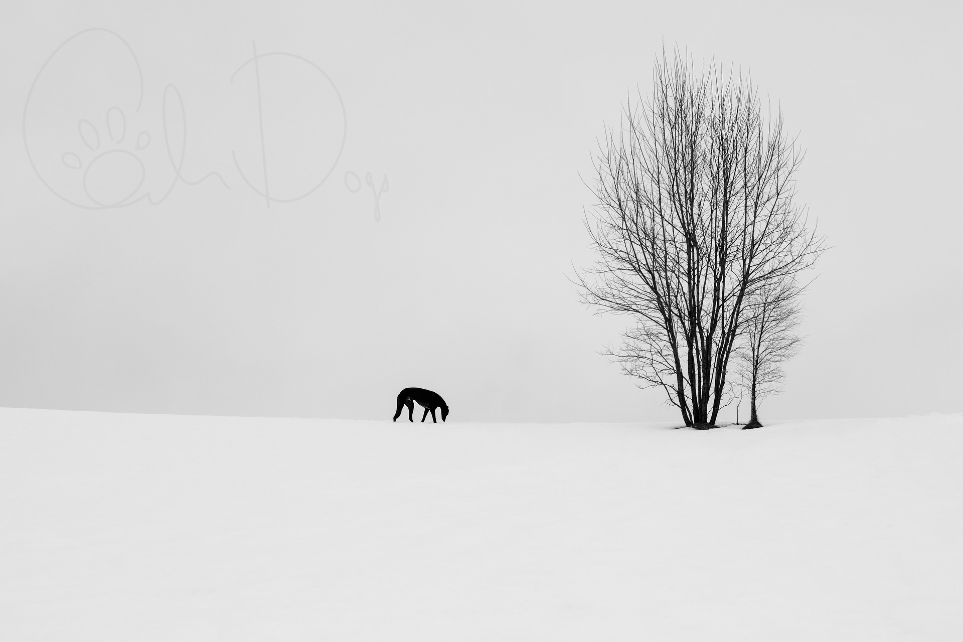 Panther In The Snow