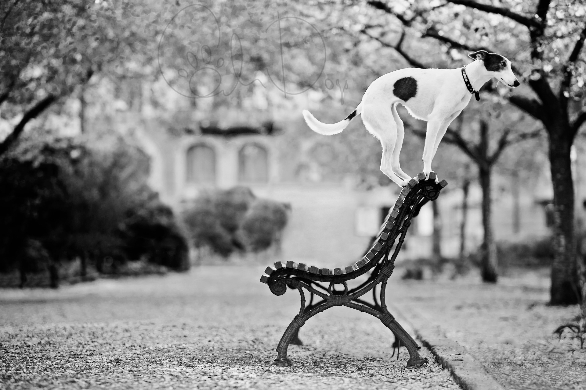 Under The Cherry Blossoms