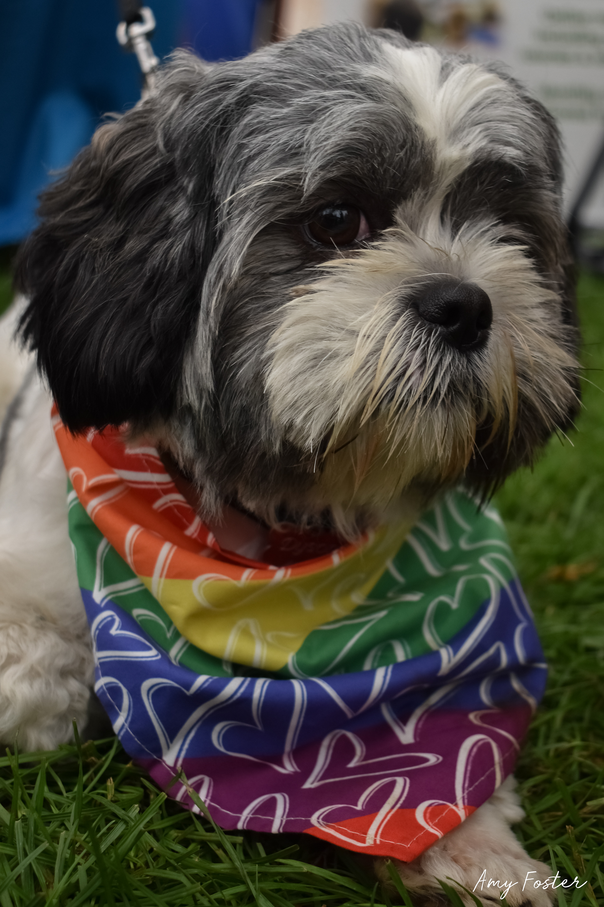 Pride dog portrait
