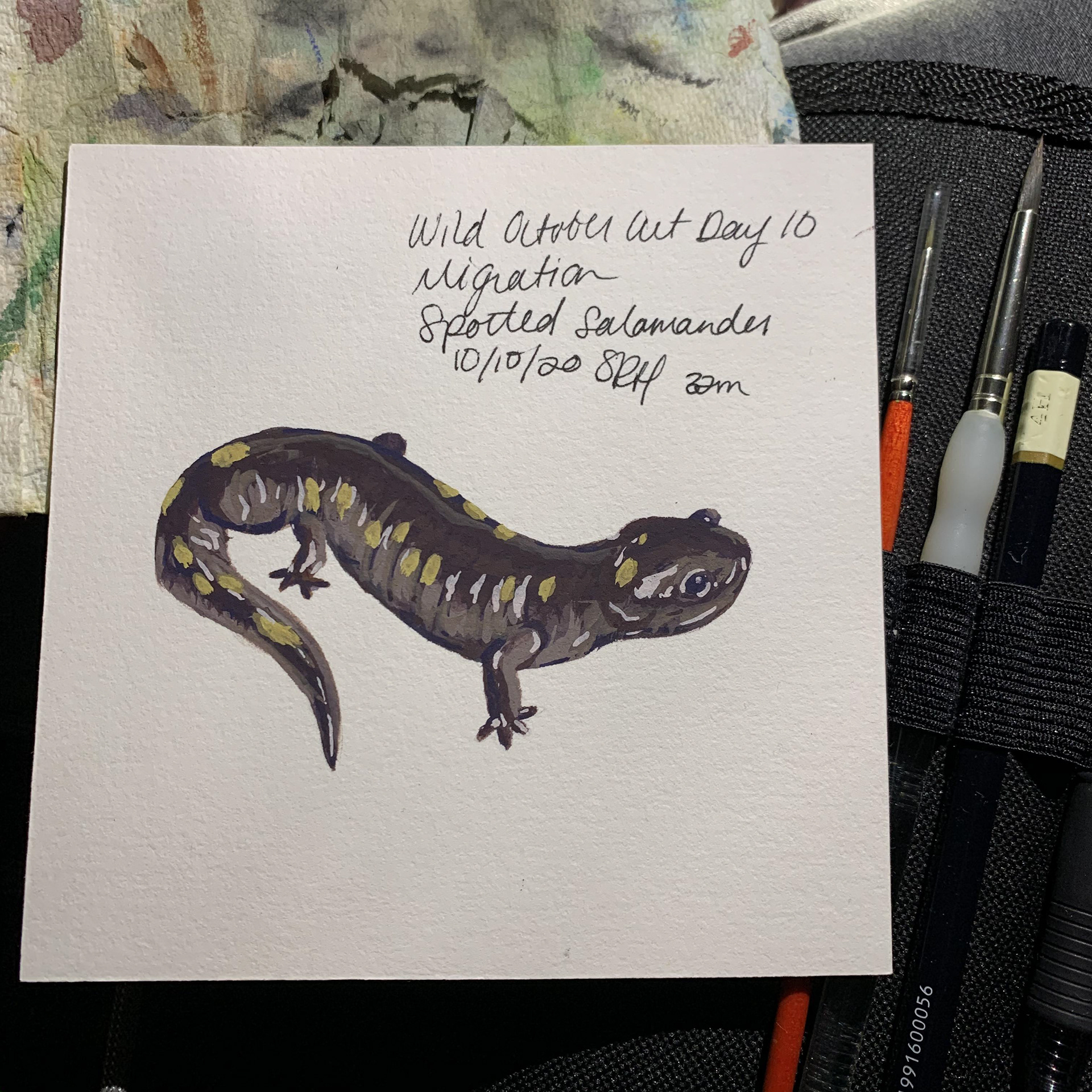 Day 10 - Migration - Spotted Salamander