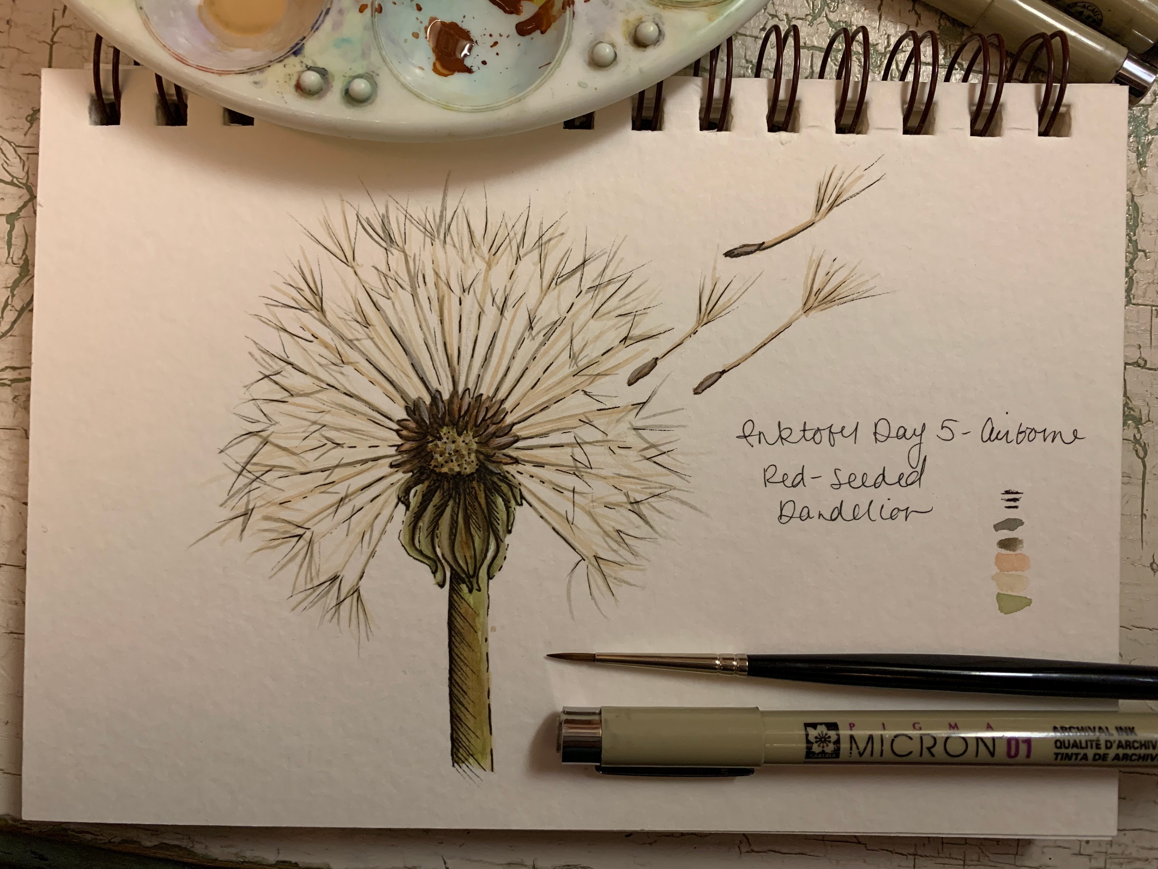 Day 5 - Airborne - Red Seeded Dandelion