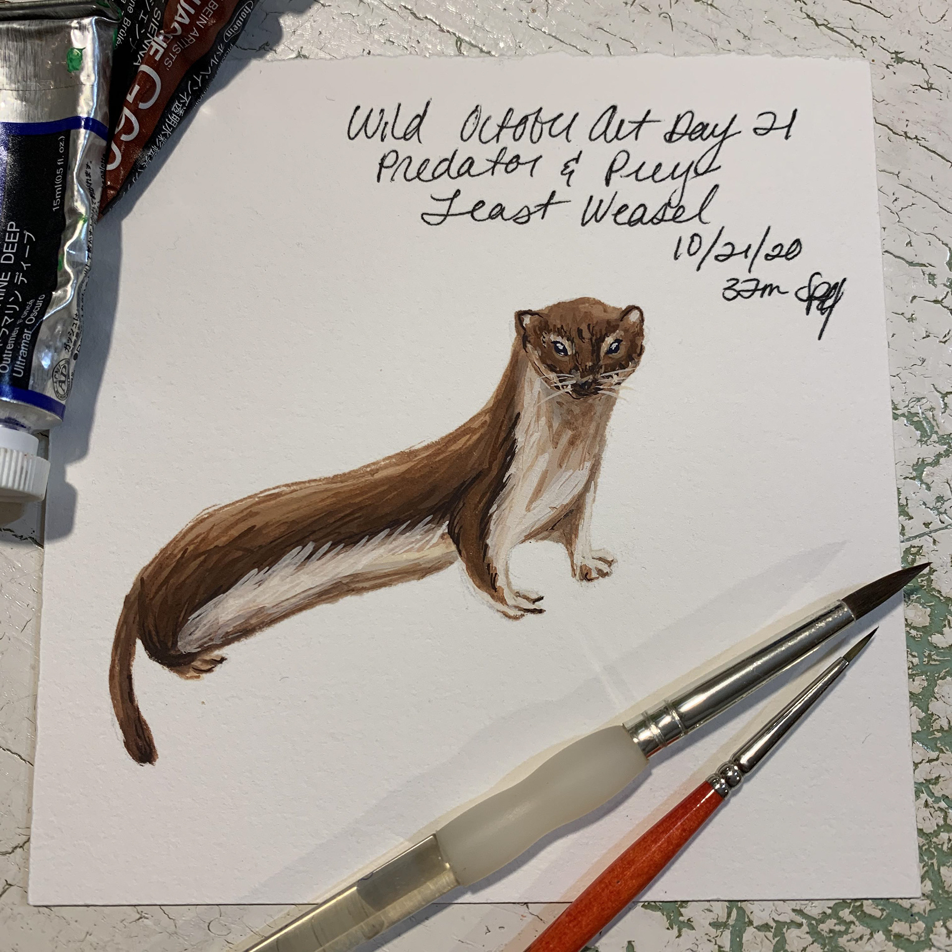 Day 21 - Predator & Prey - Least Weasel