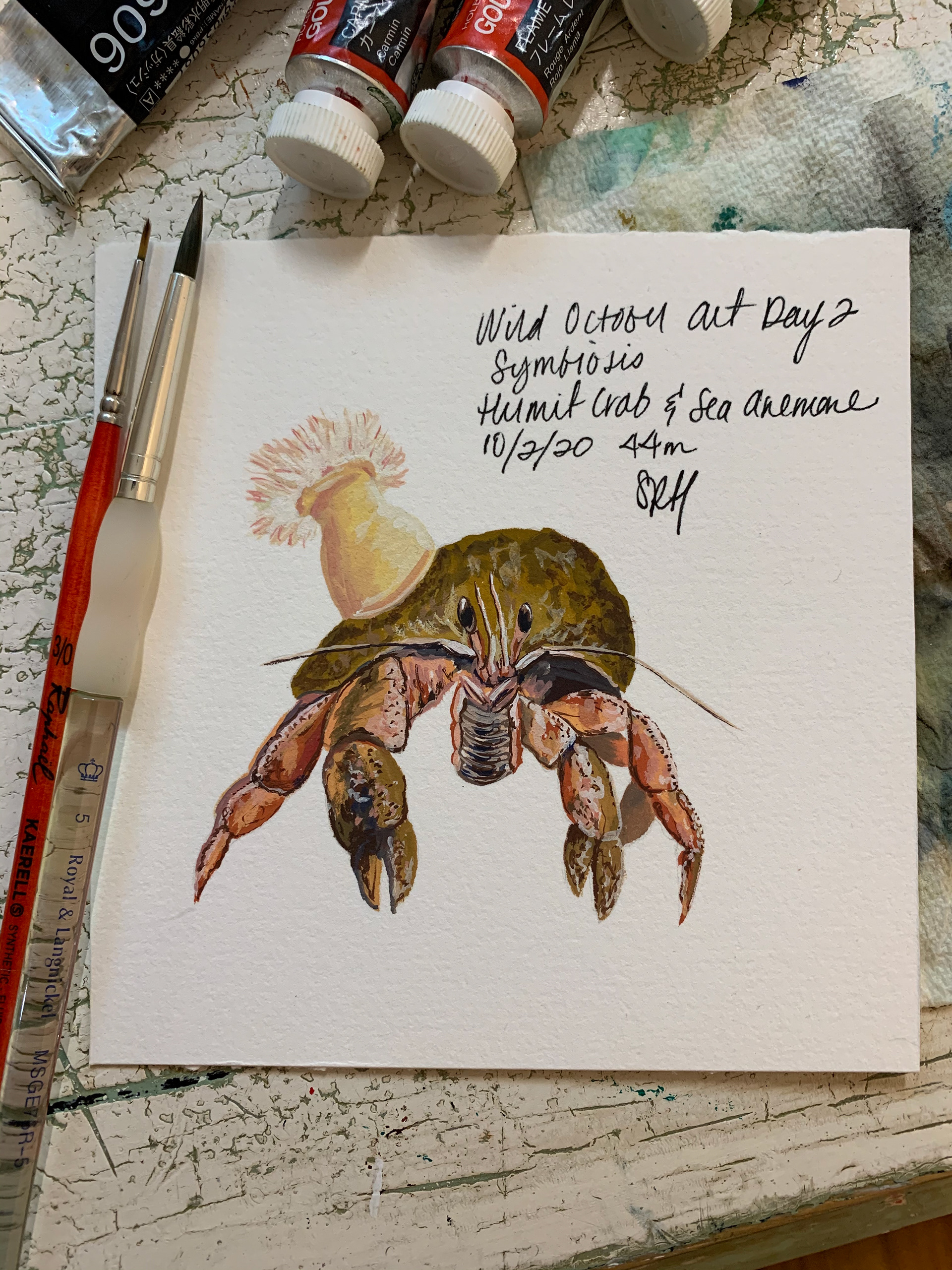 Day 2 - Symbiosis - Hermit Crab & Sea Anemone