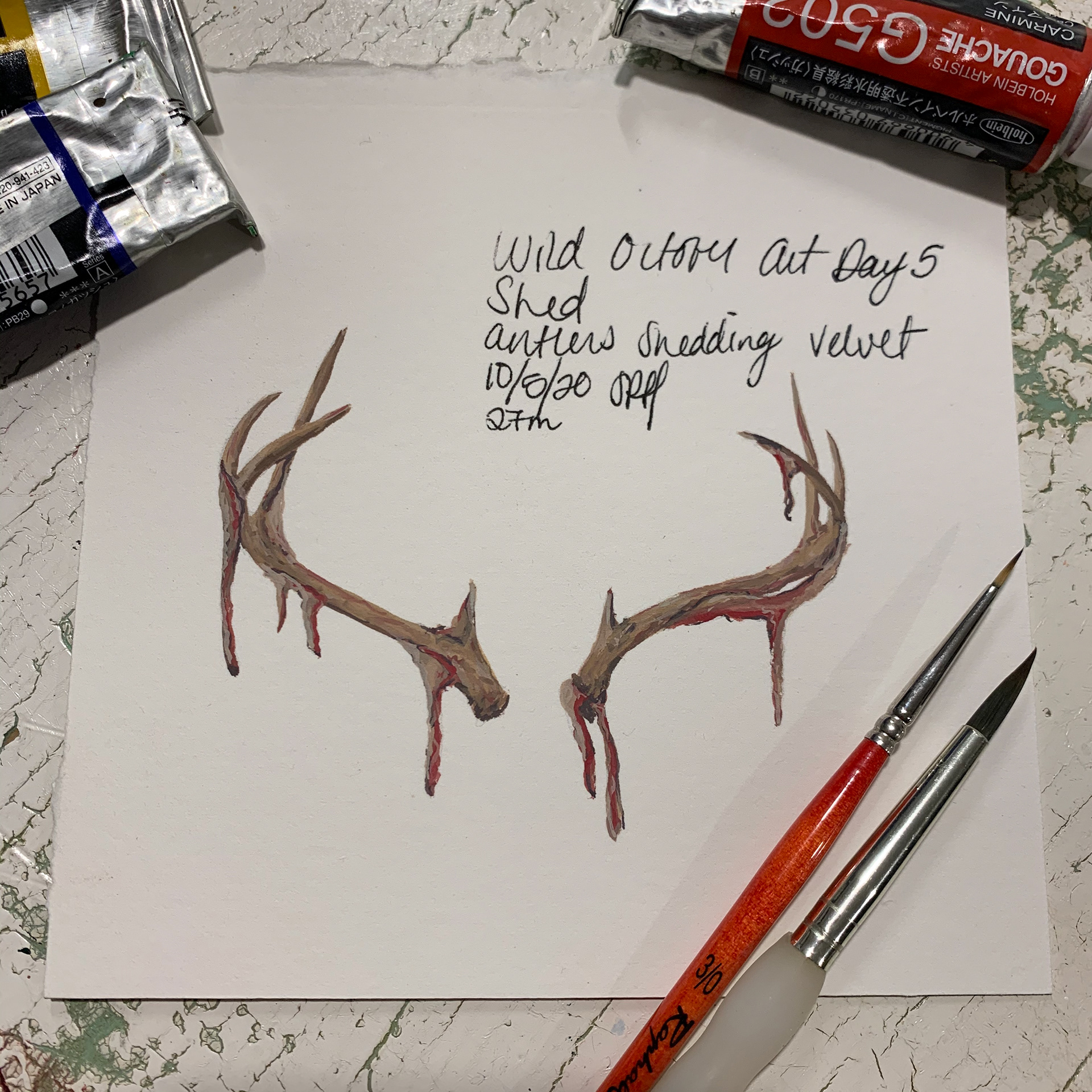Day 5 - Shed - Antlers