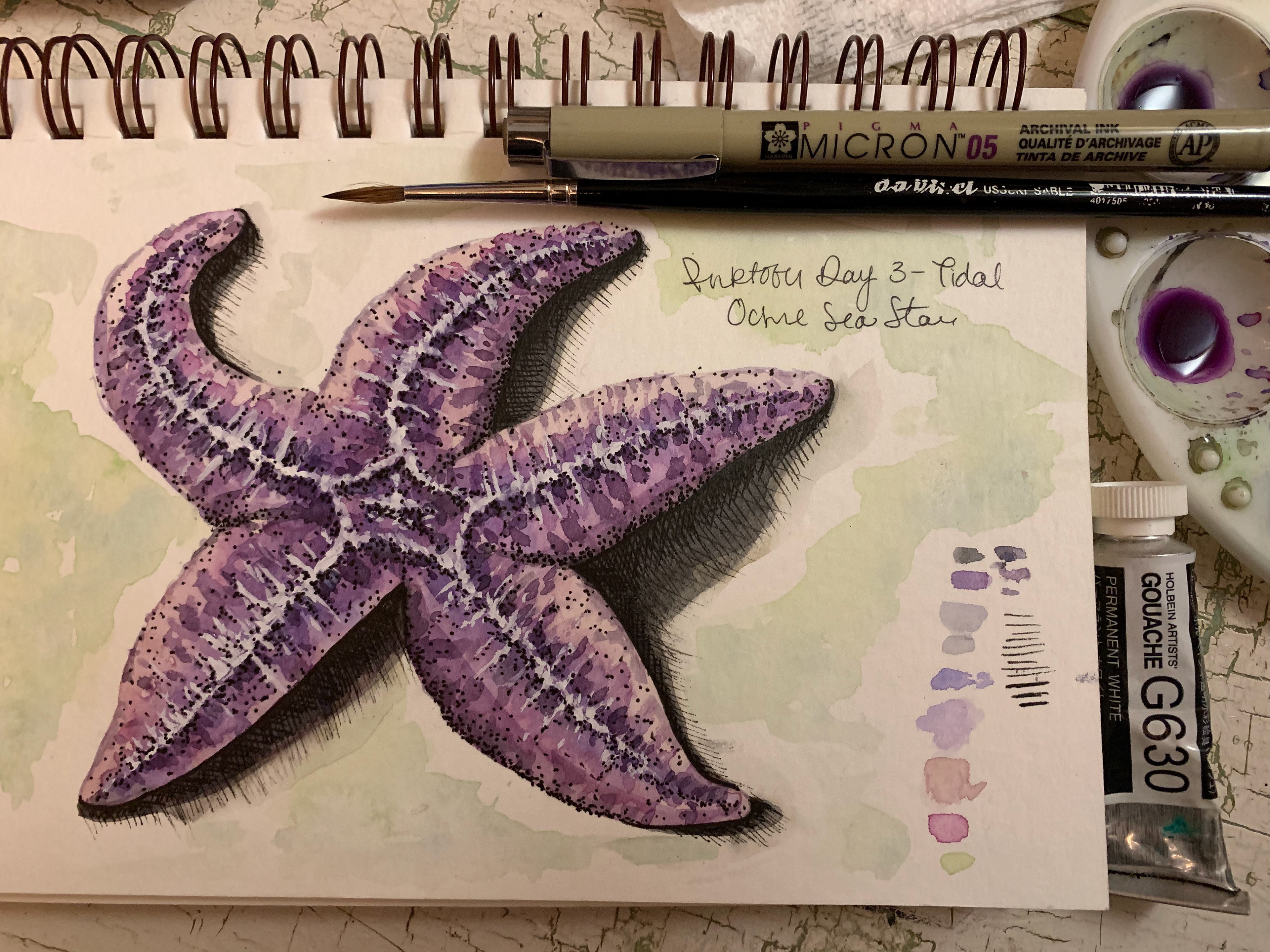 Day 3 - Tidal - Ochre Sea Star