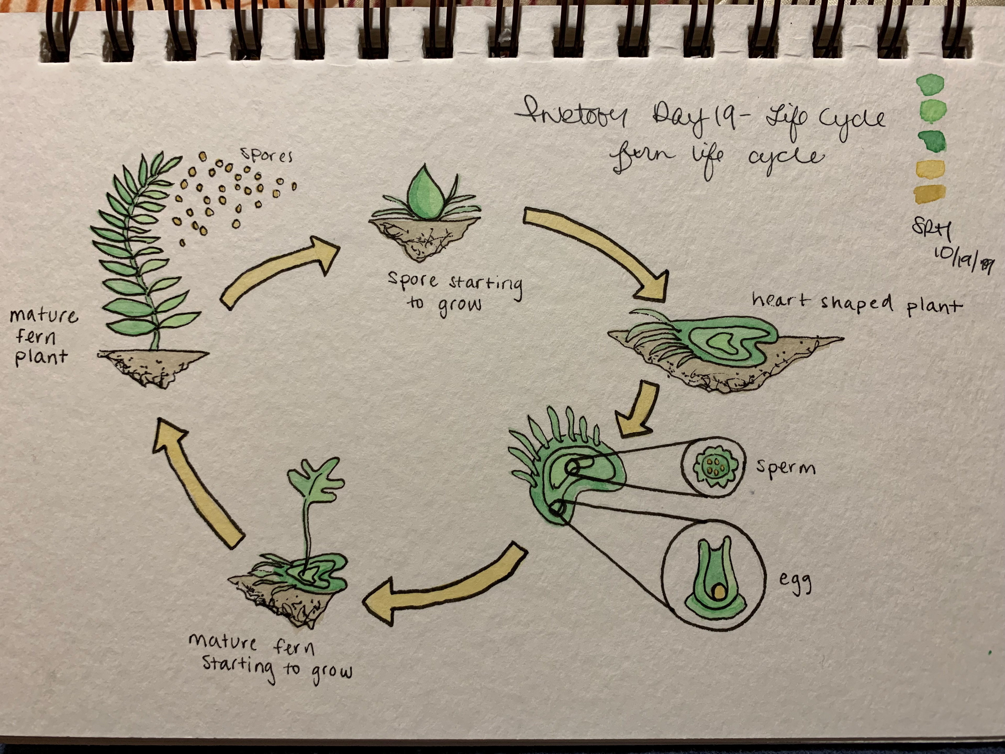 Day 19 - Life Cycle - Fern