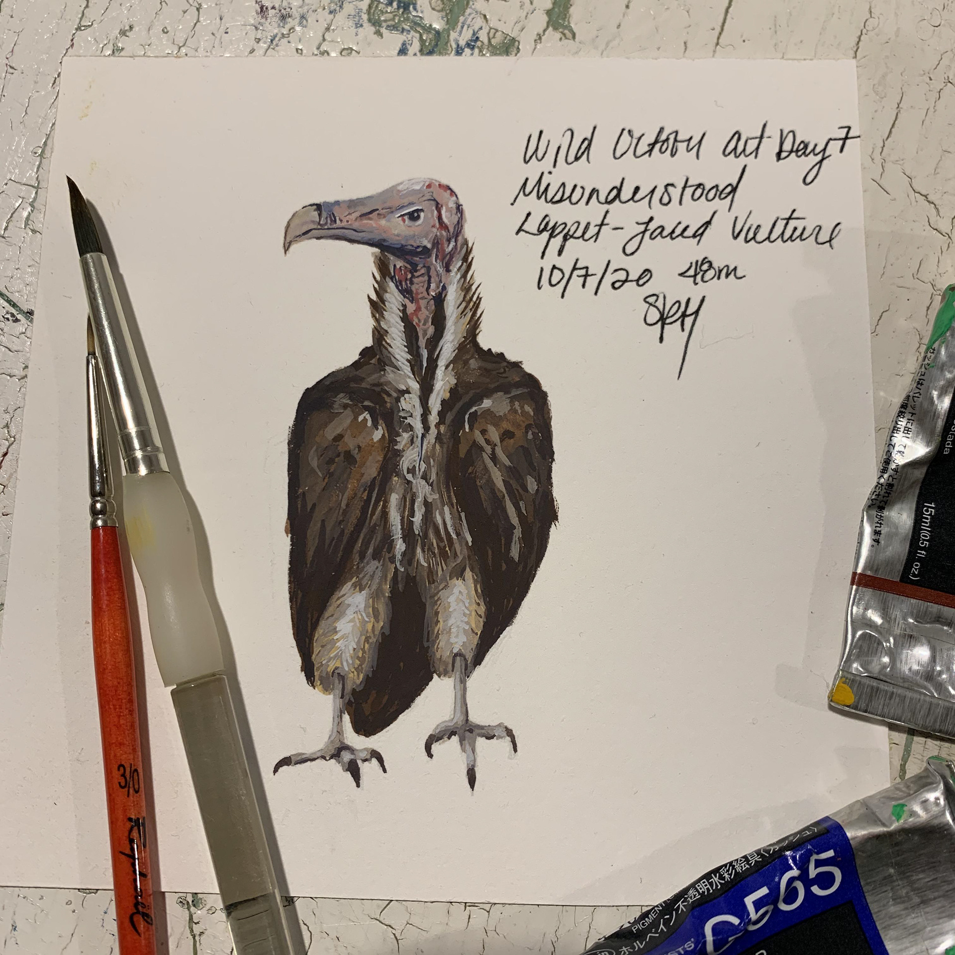 Day 7 - Misunderstood - Lappet-Faced Vulture