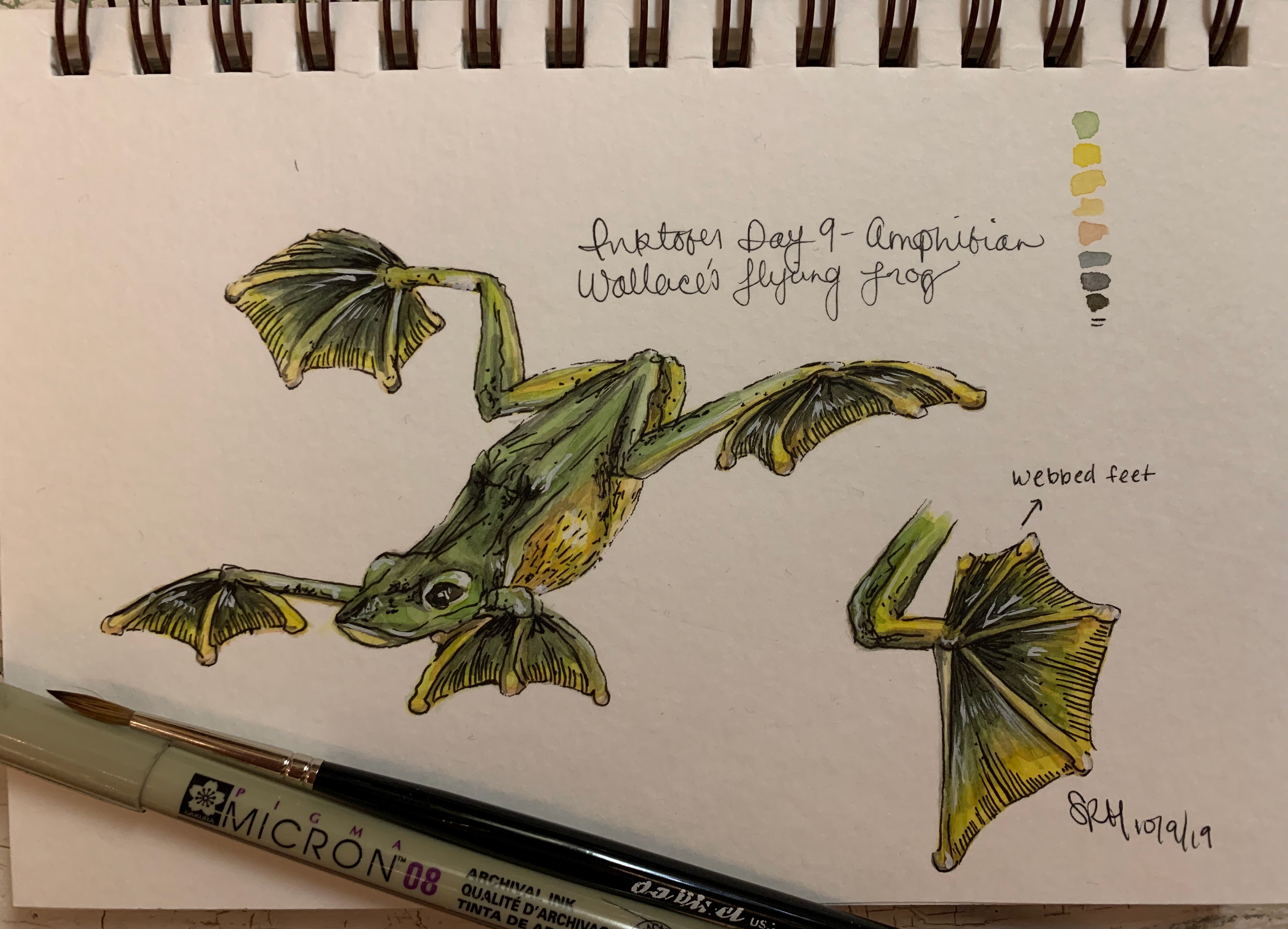 Day 9 - Amphibian - Wallace's Flying Frog