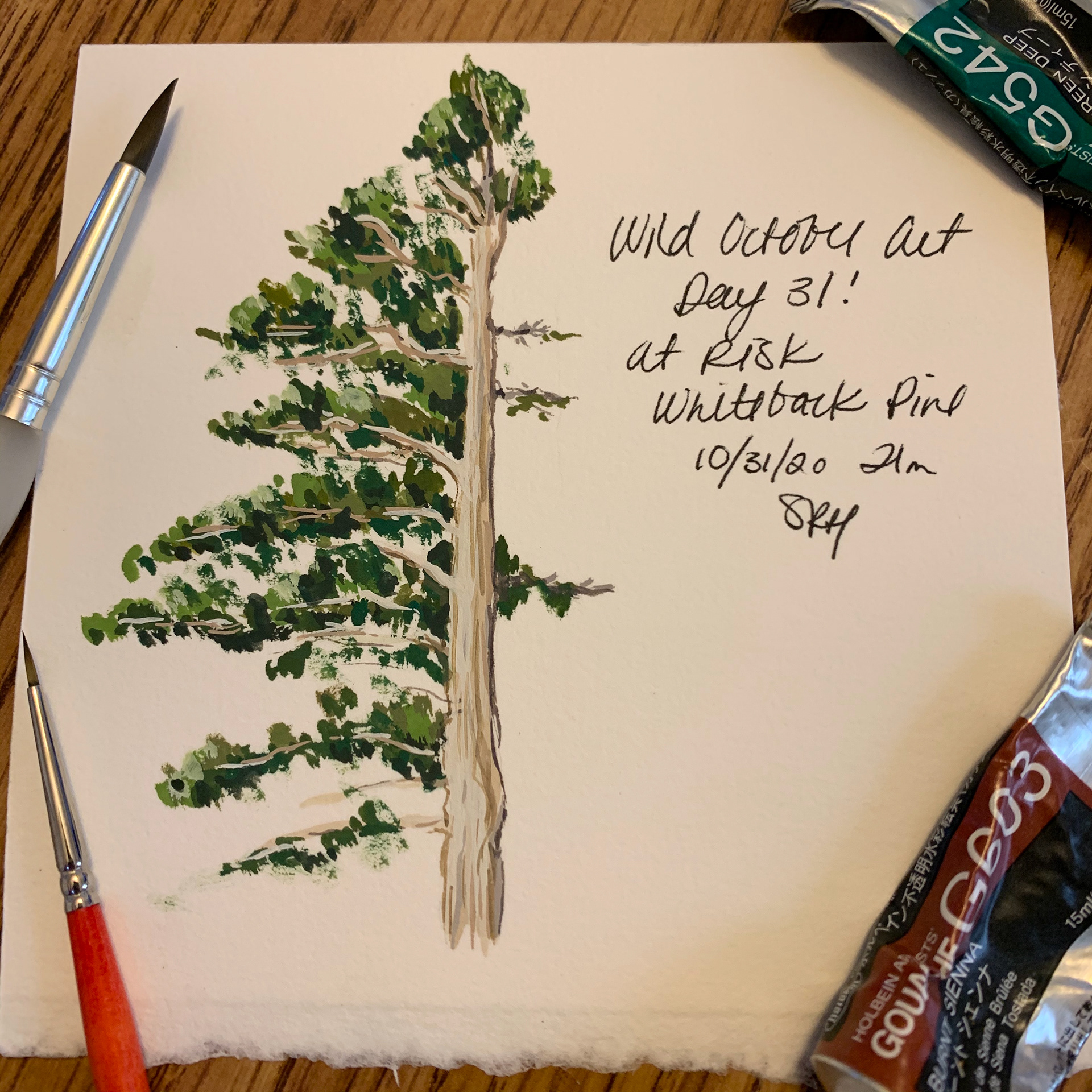 Day 31 - At Risk - Whitebark Pine