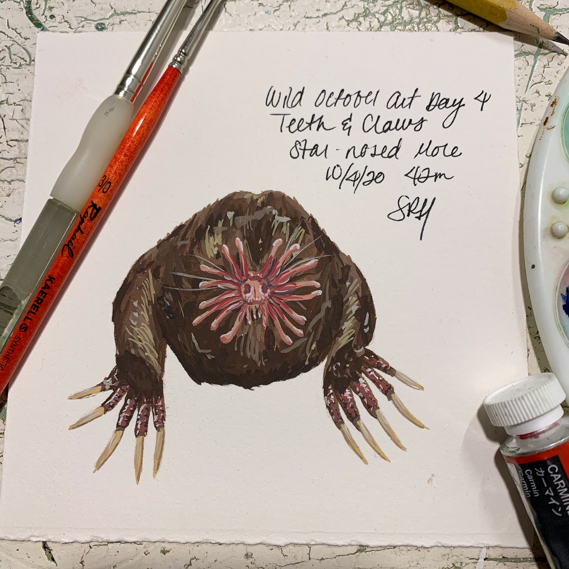 Day 4 - Teeth & Claws - Star-Nosed Mole