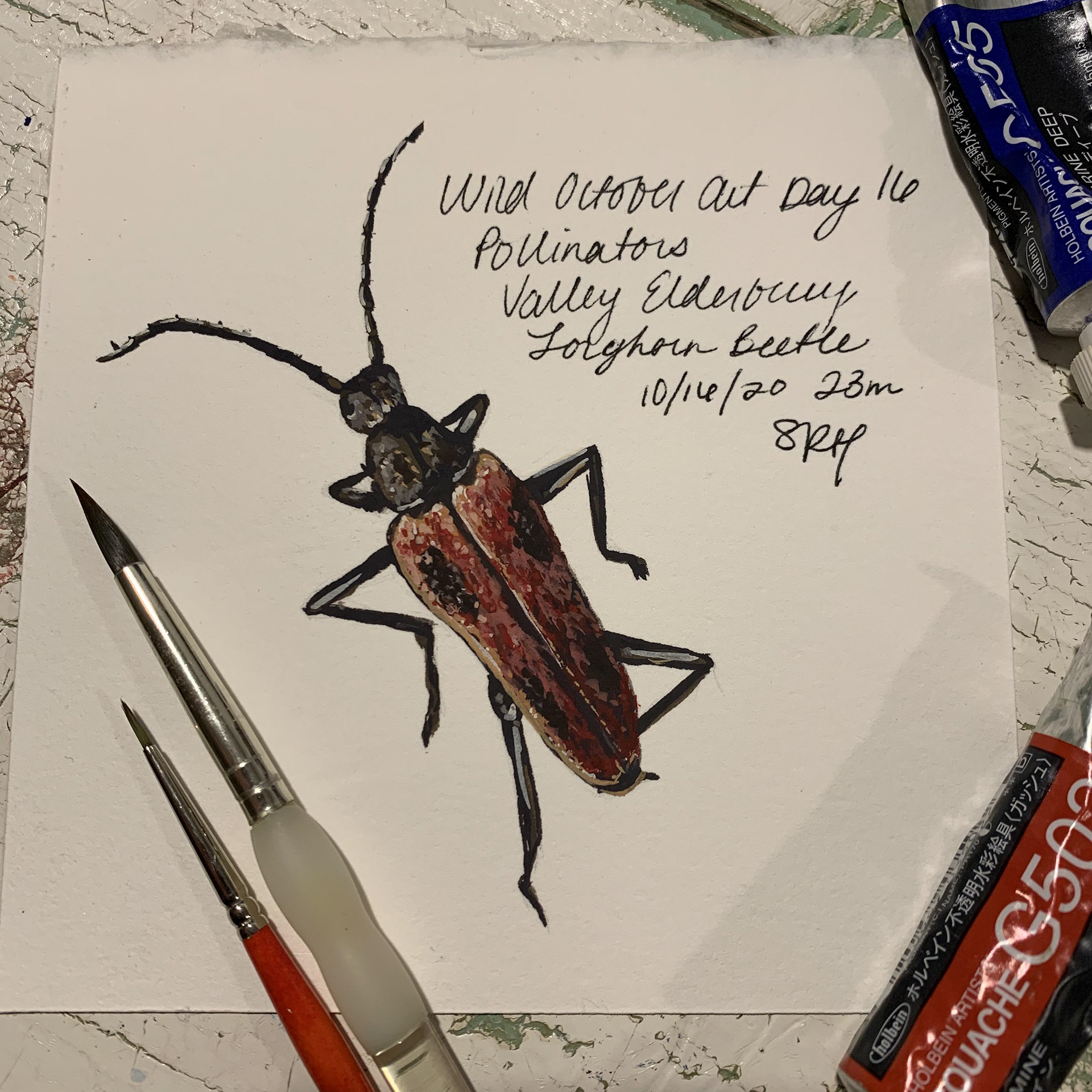 Day 16 - Pollinators - Valley Elderberry Longhorn Beetle