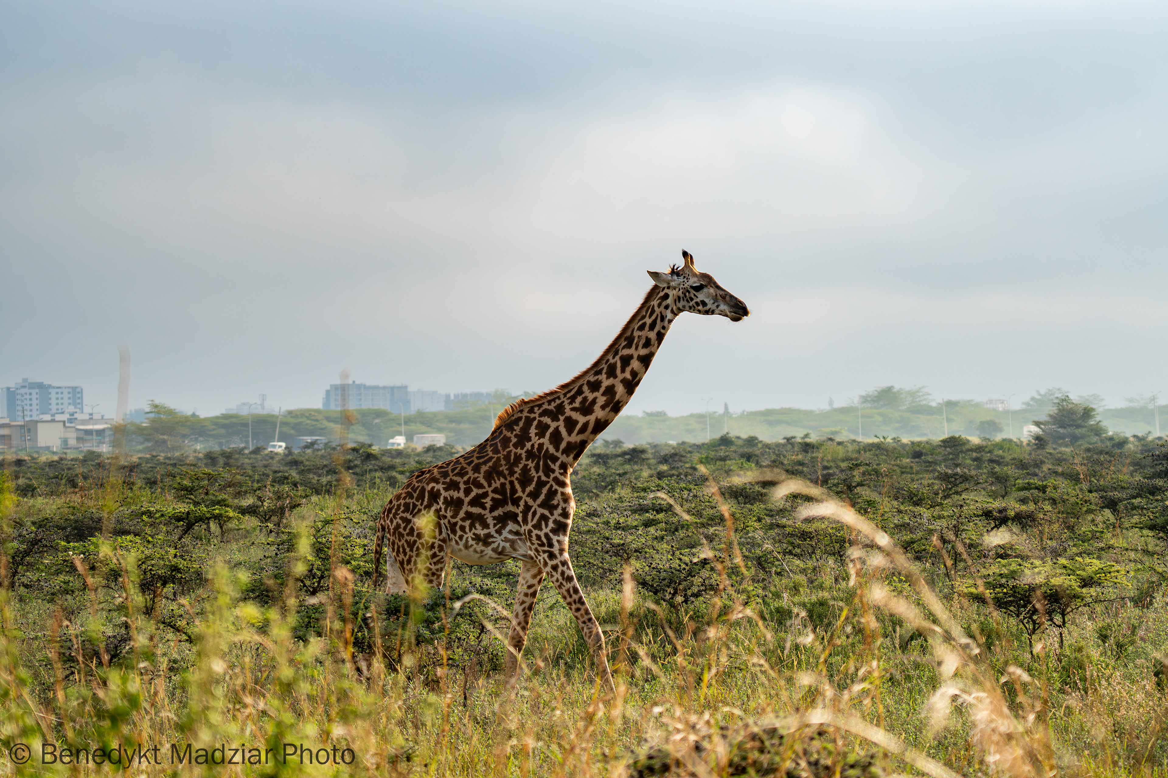 Park Narodowy Nairobi, Kenia | 2025