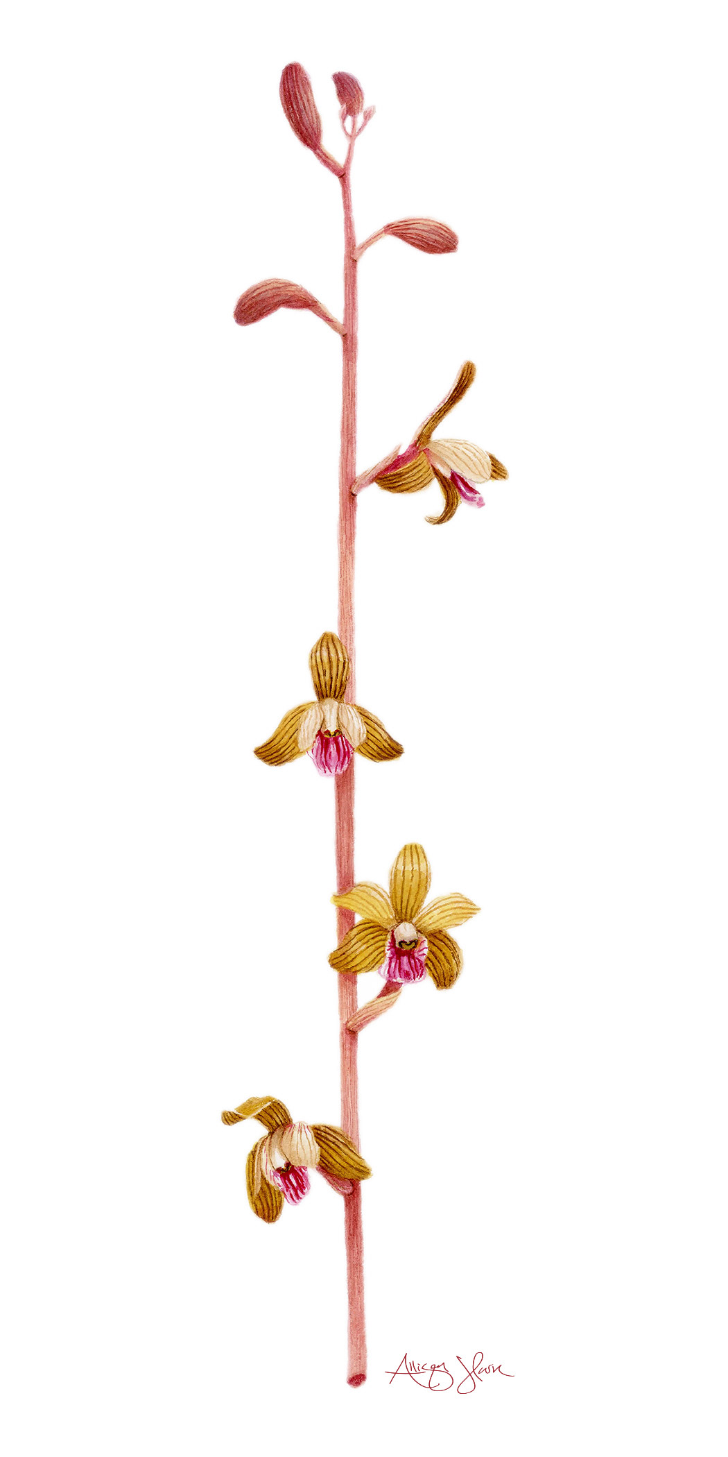Crested Coralroot Orchid