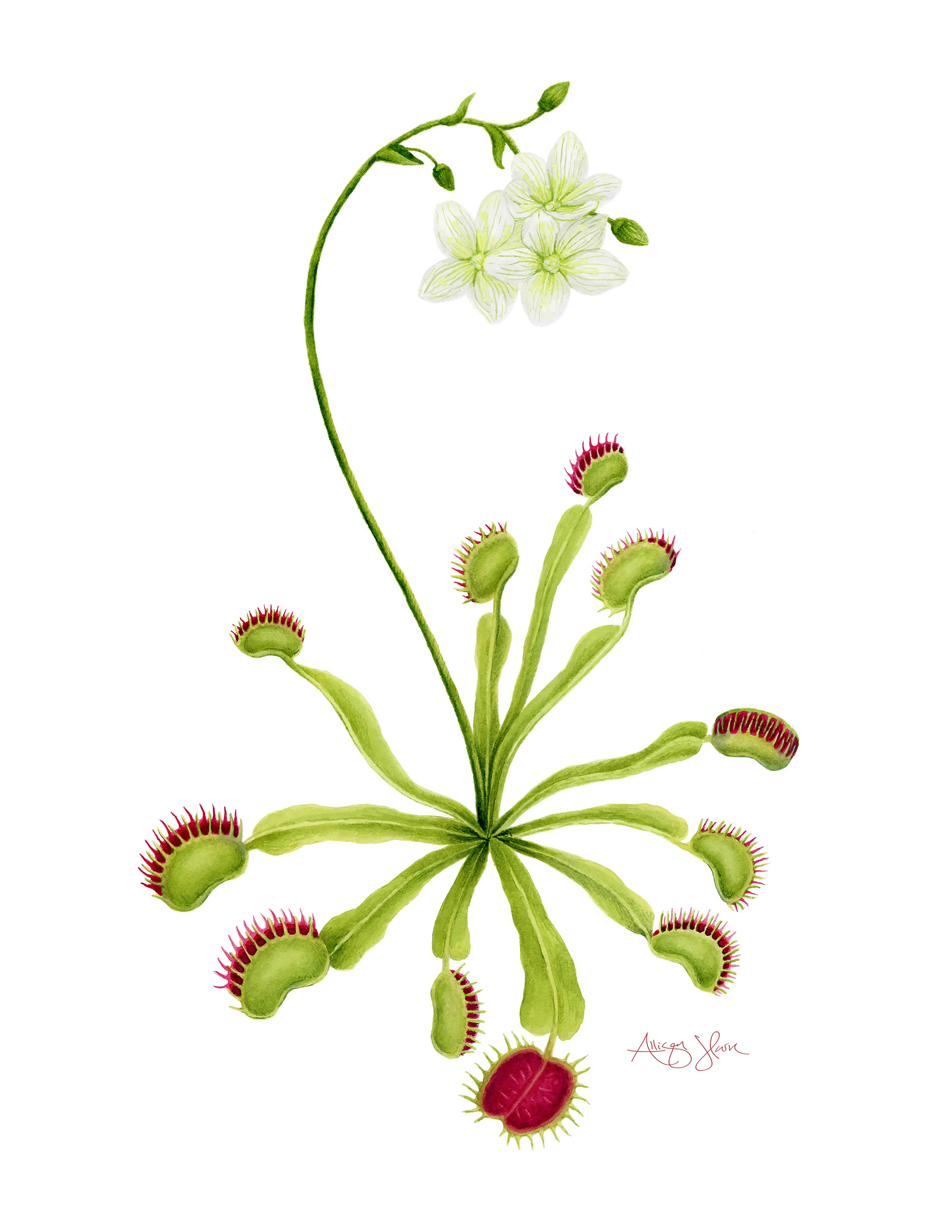 Venus Flytrap