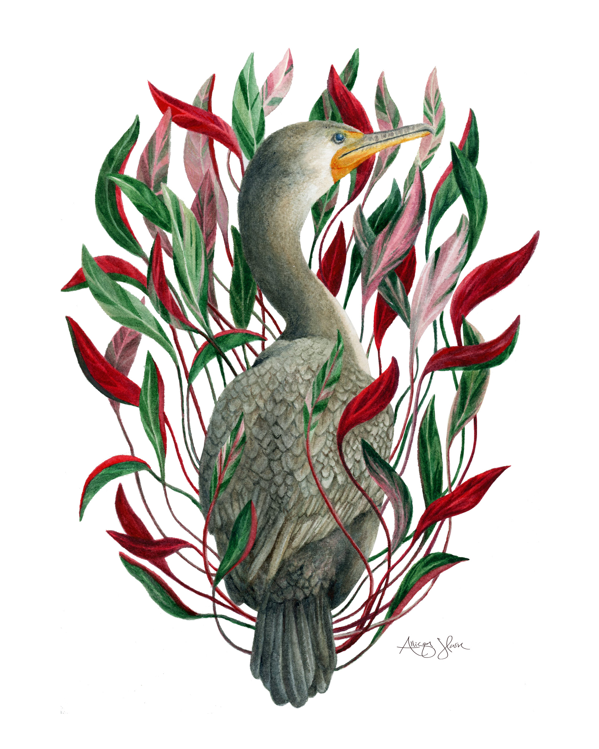 Double Crested Cormorant in a Stromanthe Tricolor Houseplant