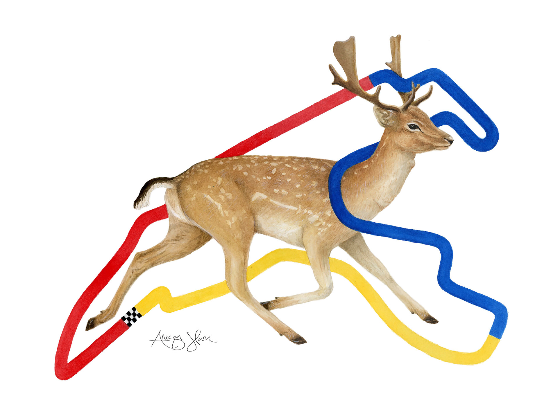 For the Belgian Grand Prix, I captured the European fallow deer, one of the fastest creatures in Belgium. With the ability to reach speeds of up to 48 km/h in short bursts, the lean and agile fallow deer parallels the athleticism and speed of F1 drivers, making for a fitting tribute to the race.