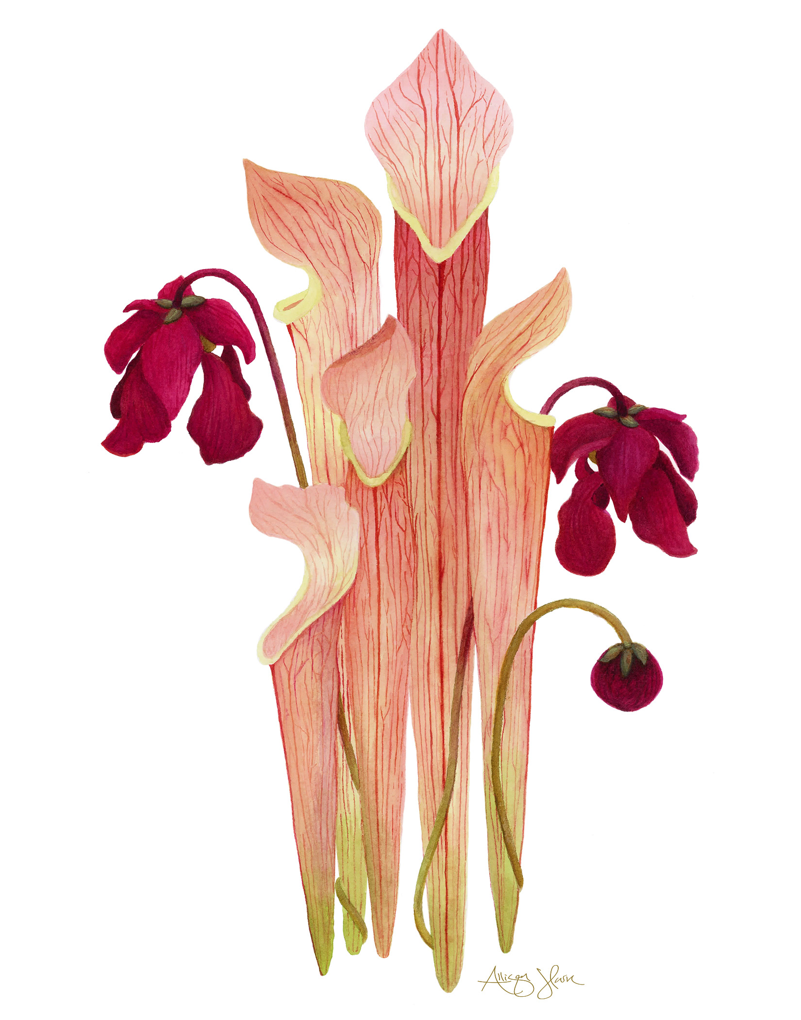 Mountain Sweet Pitcherplant