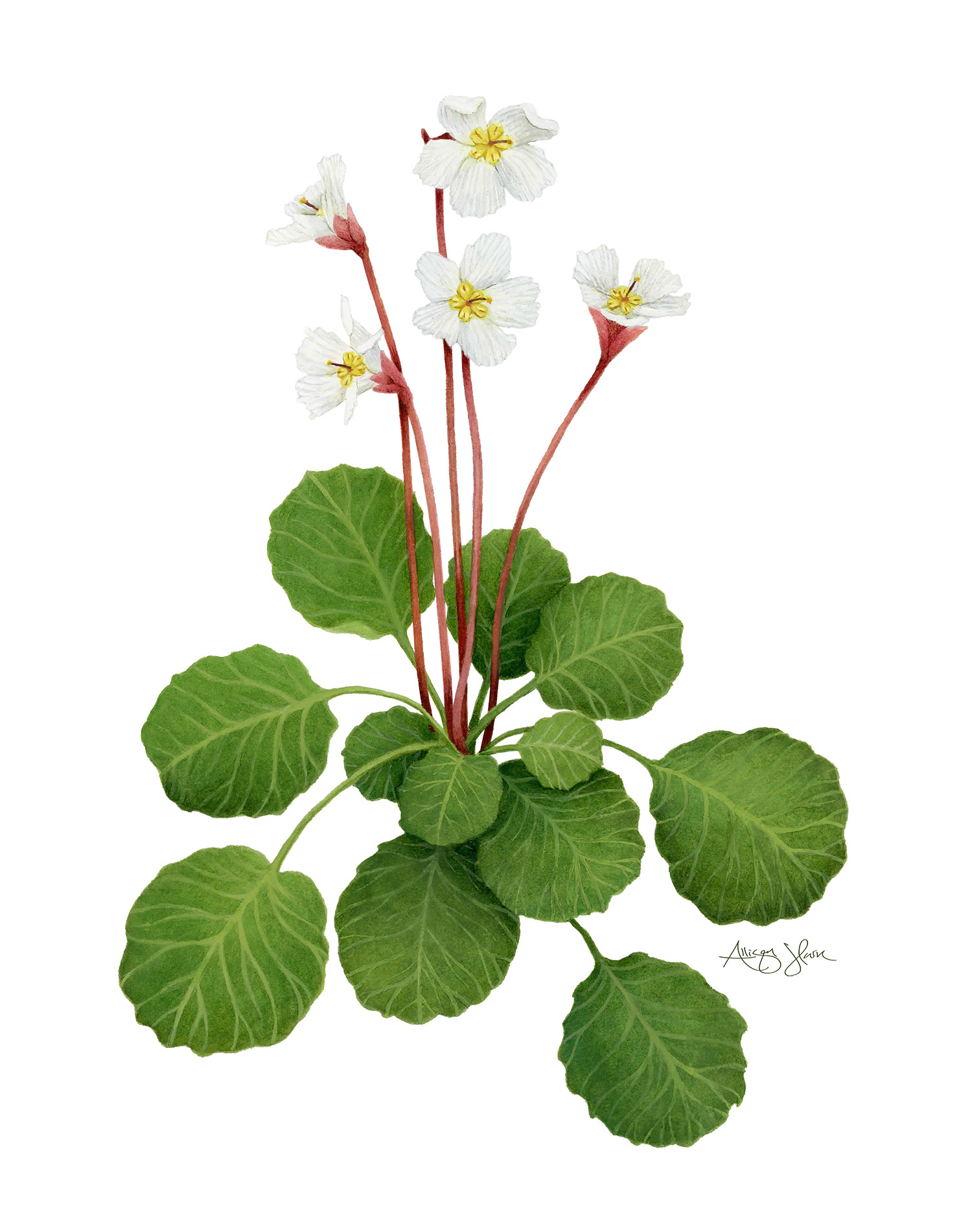 Oconee Bells