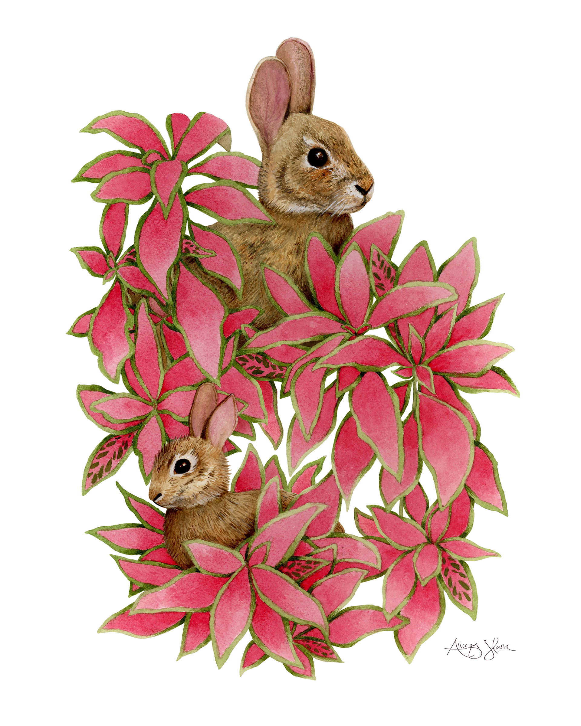 Cottontail Rabbits in Fittonia Albivenis Nerve Plants