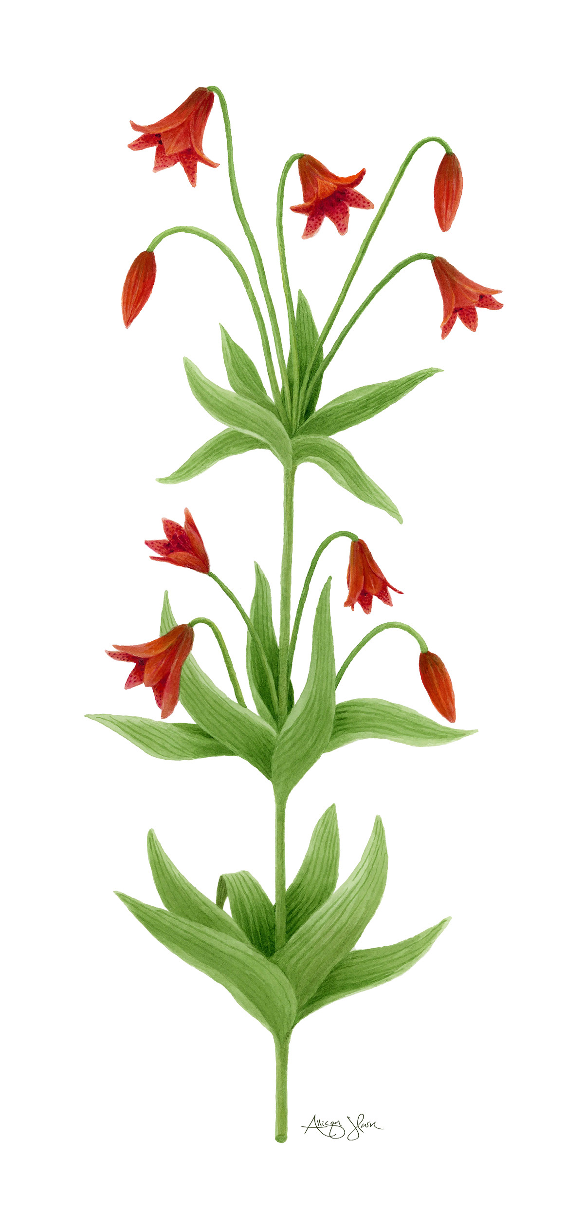 Gray's Lily