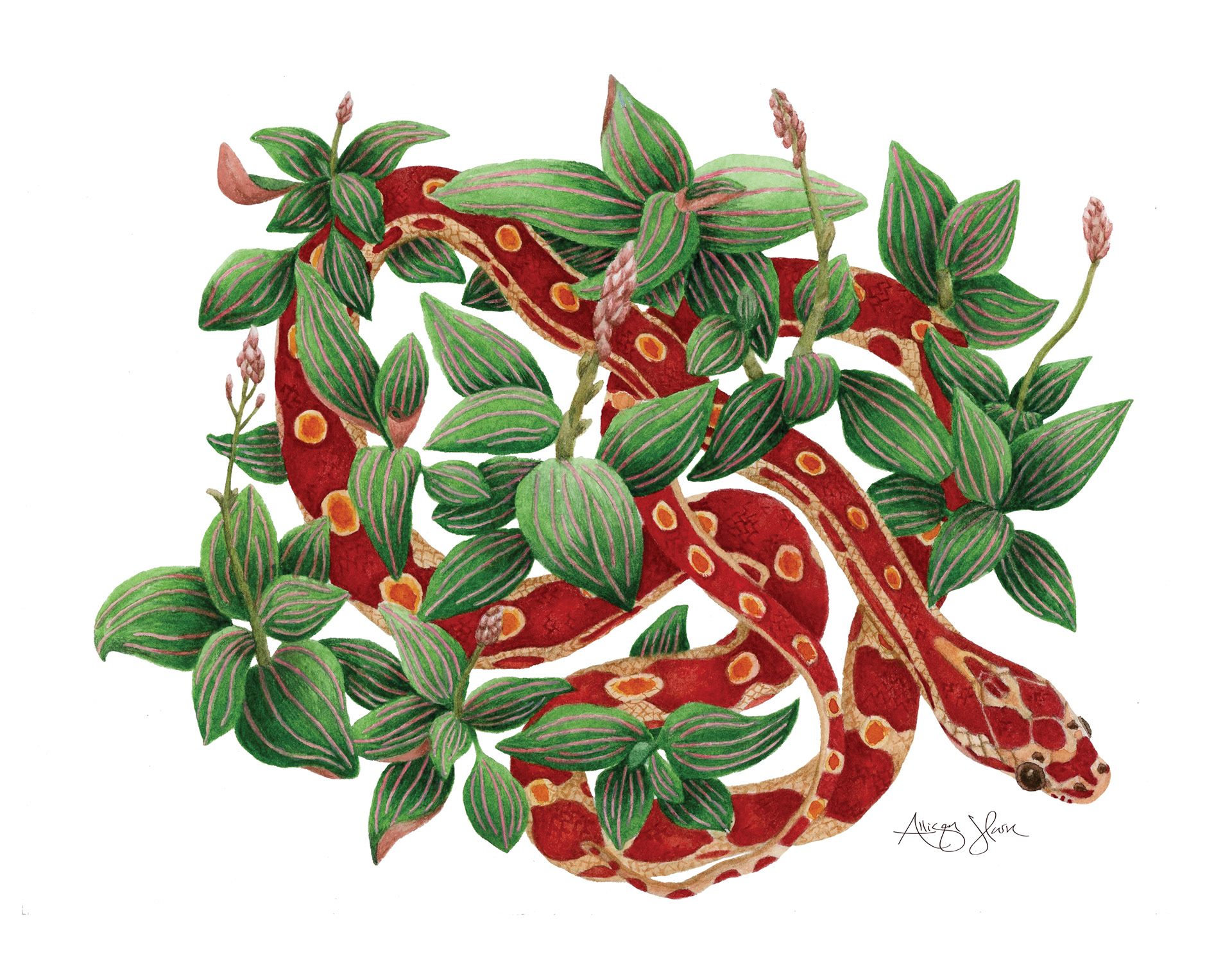 Cornsnake Hiding in Jewel Orchids