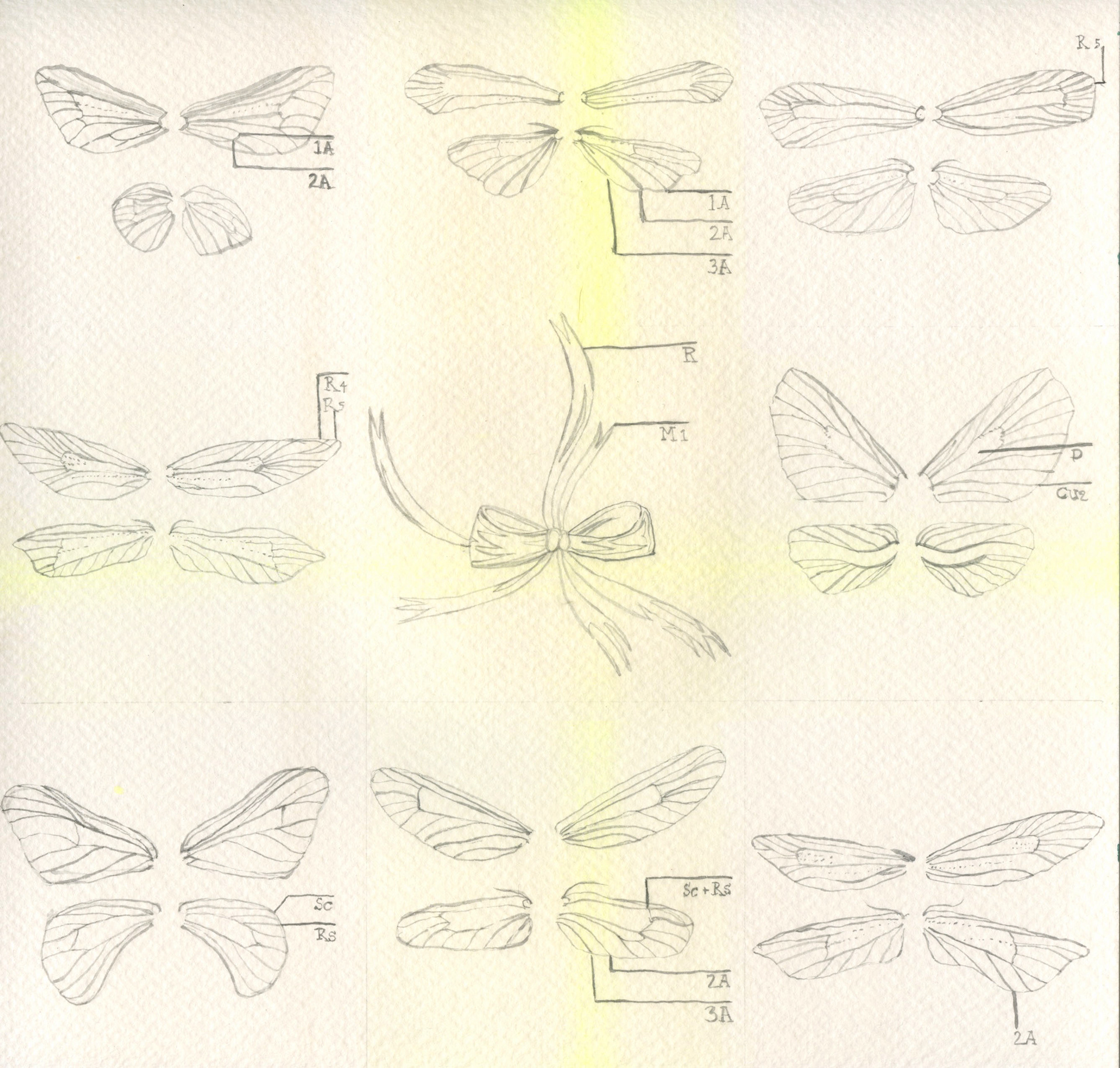 Wings. 2023. Watercolor on tea stained paper. 8"x8".