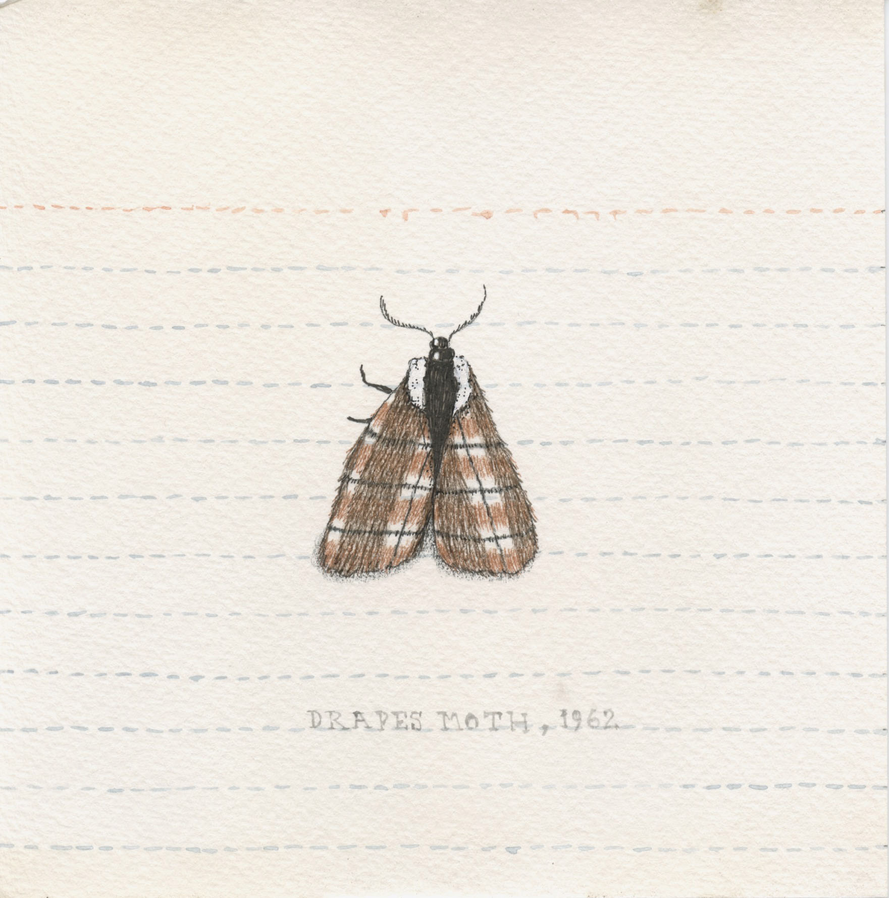 Draper Moth. Watercolor and ink on tea-stained paper. 6"x6". 2023.