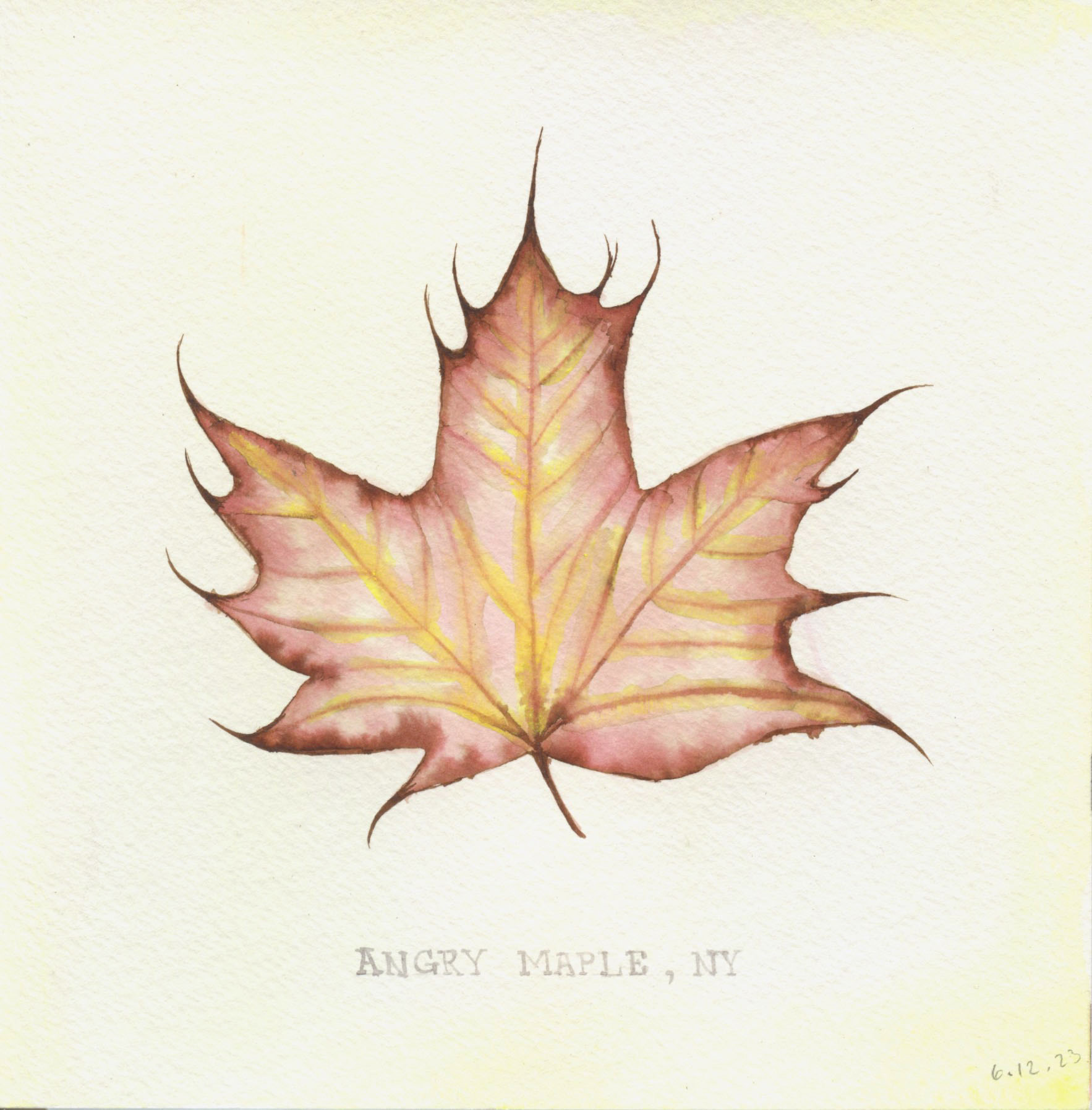 Angry Maple. 2023. Watercolor on tea stained paper. 6"x6".