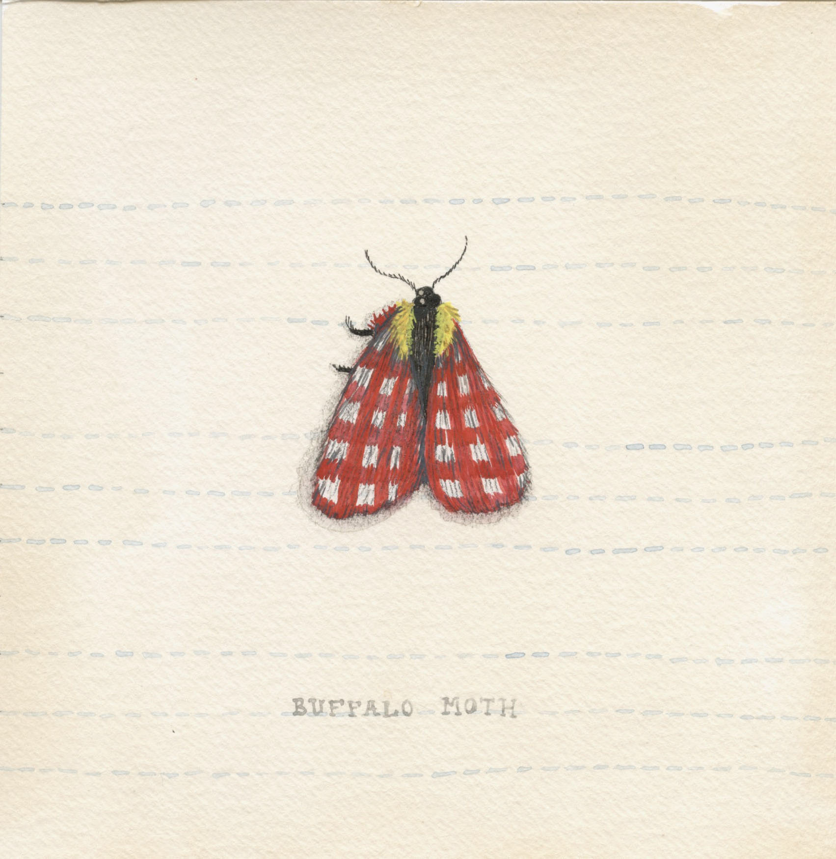 Buffalo Moth. Watercolor and ink on tea-stained paper. 6"x6". 2023.