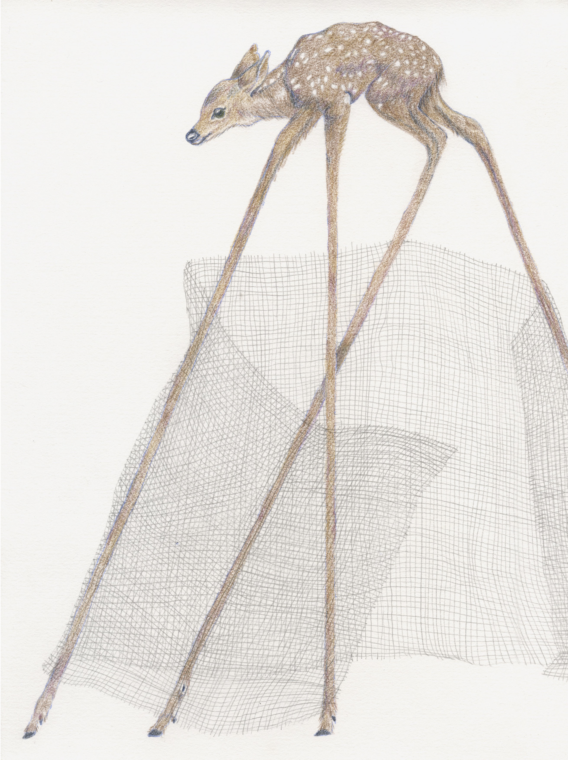 Caught. Colored pencil on paper. 9"x12". 2022.