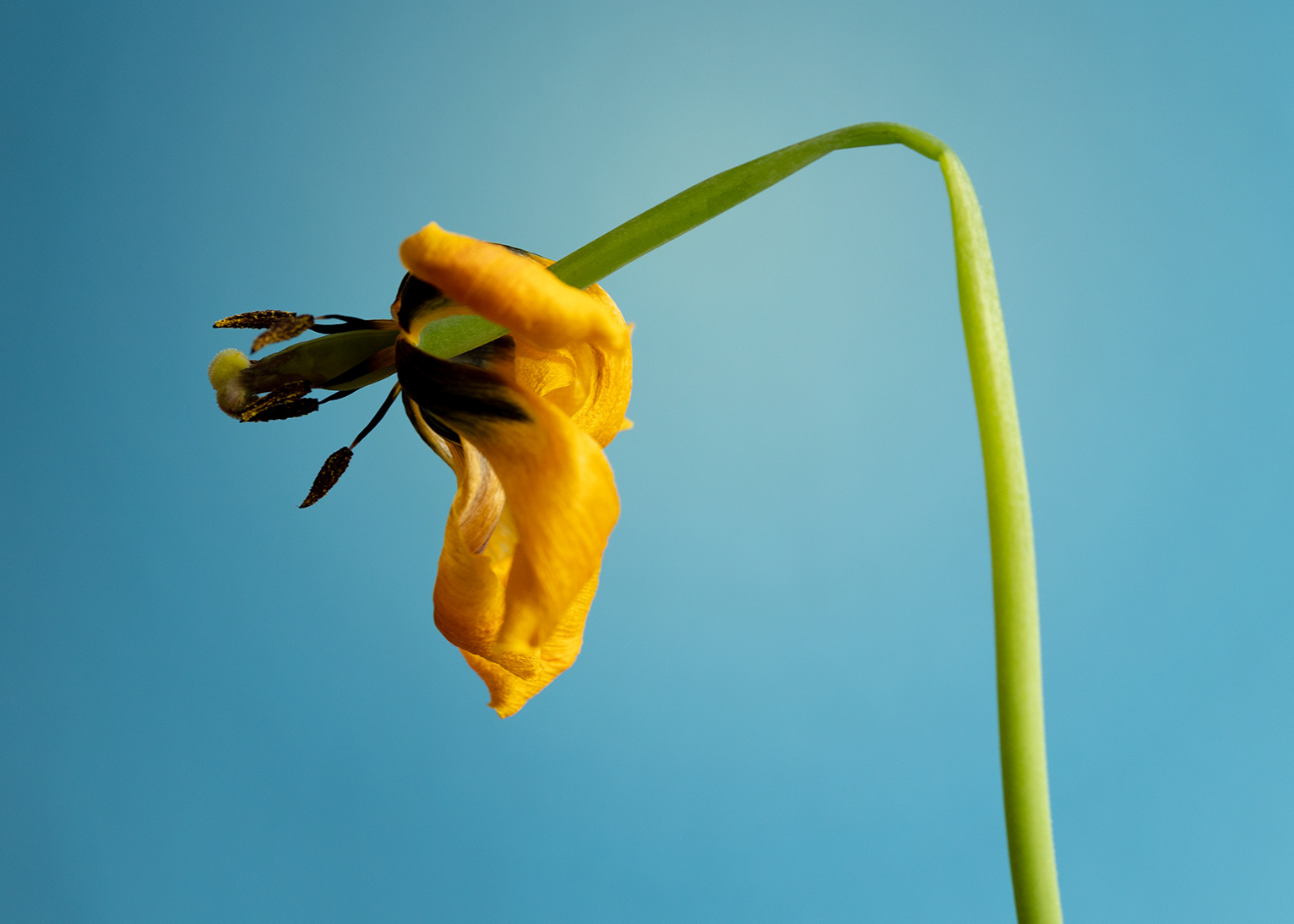 Gul tulipan