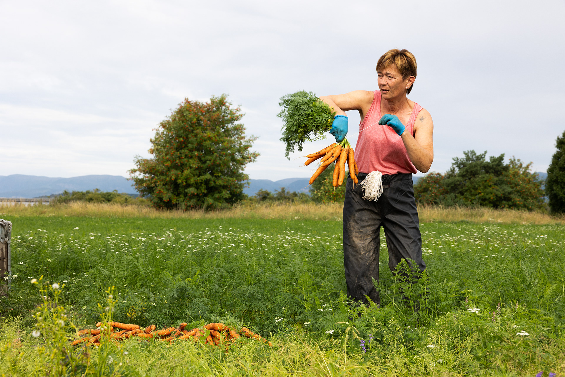 Gulrøtter fra Frosta