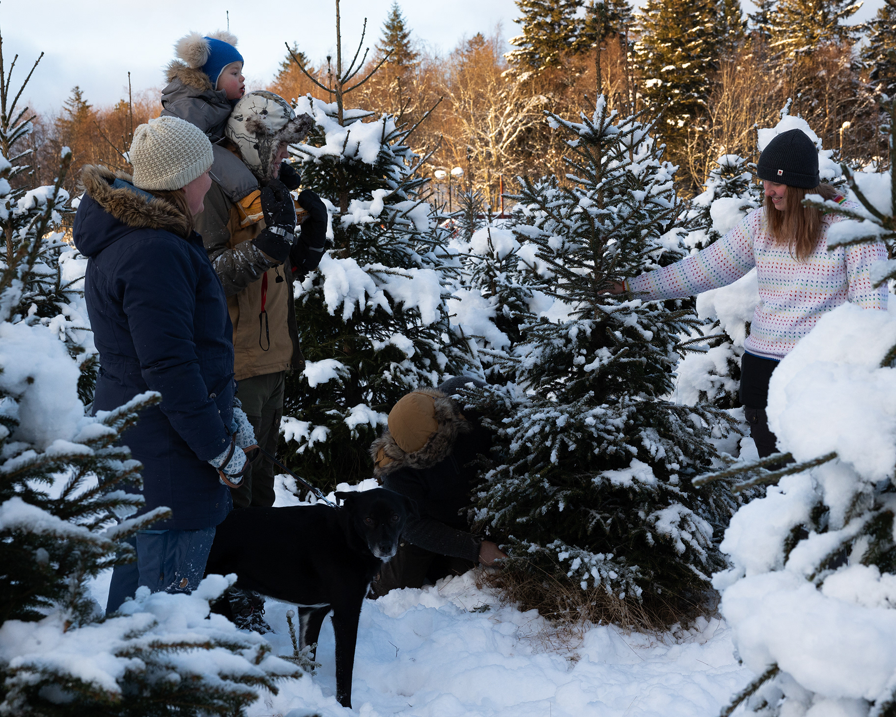 Haugen juletregård
